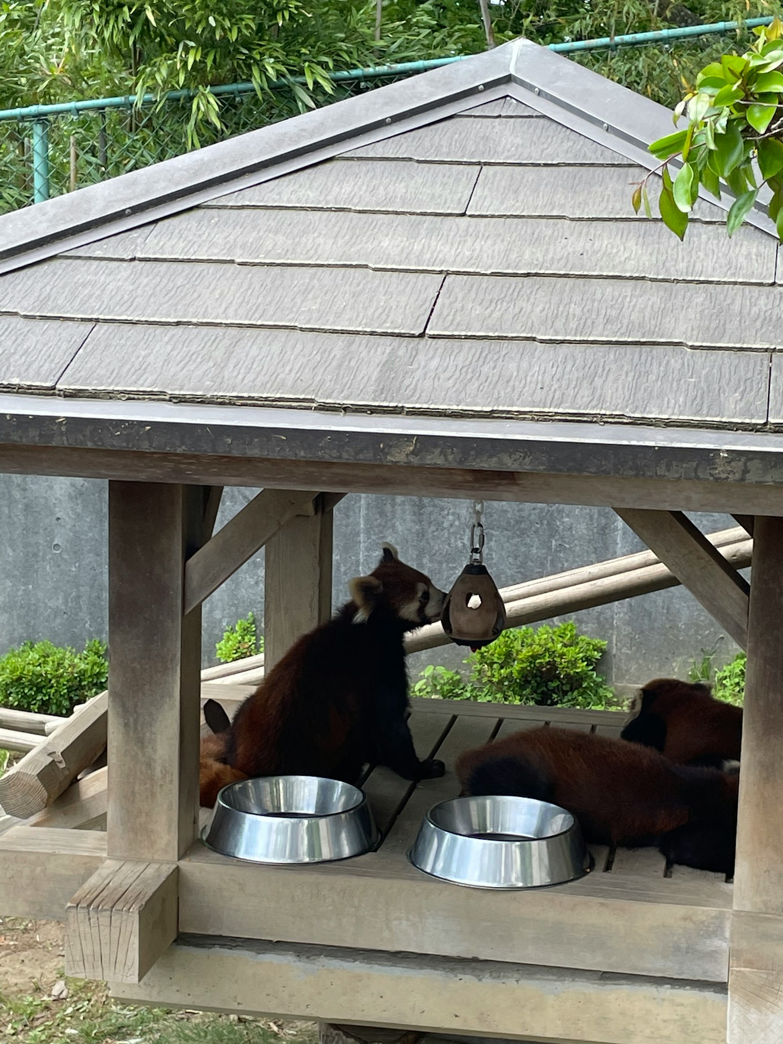 兩隻熊在木製庇護所內，旁邊有食物碗