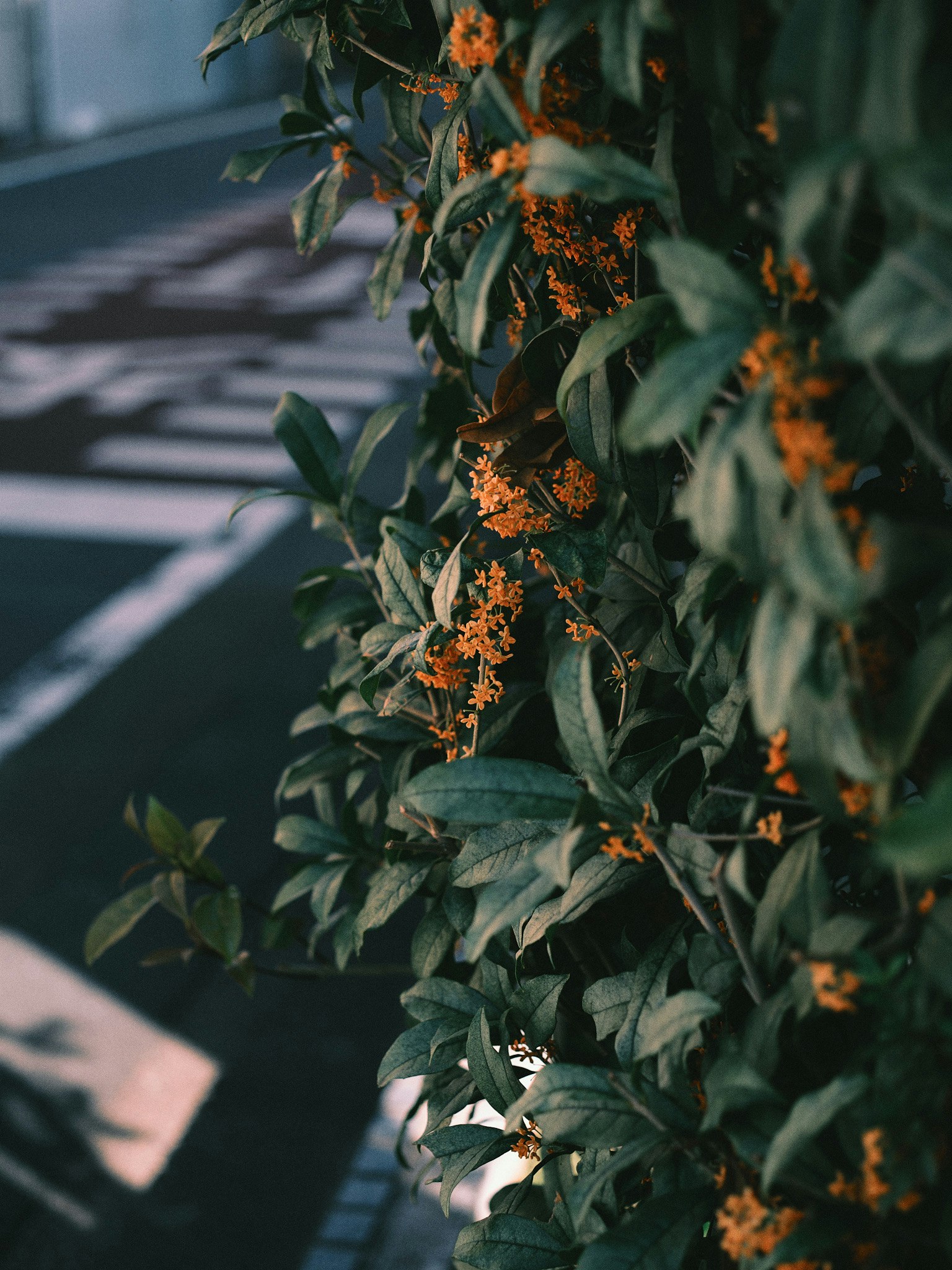 Fiori arancioni di kinmokusei e foglie verdi lungo una strada stretta