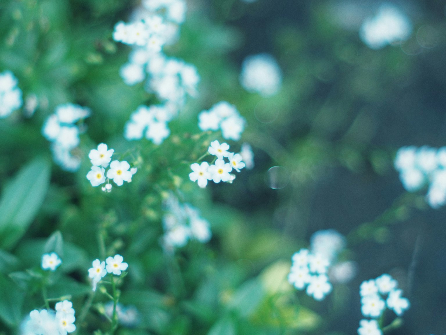 Piccole fiori bianchi che sbocciano su uno sfondo di fiori blu e foglie verdi