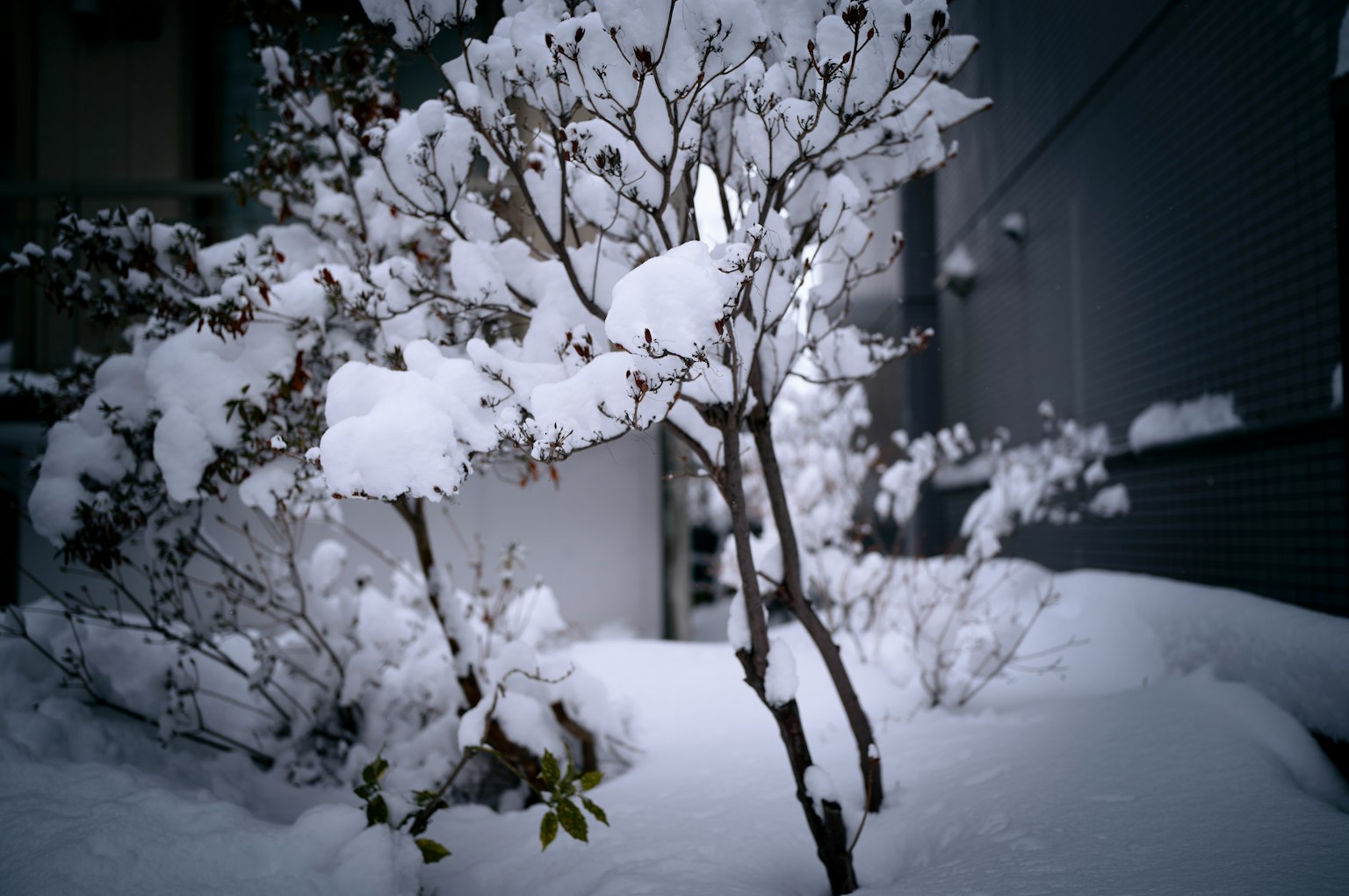 Small tree covered in snow with surrounding snowy landscape
