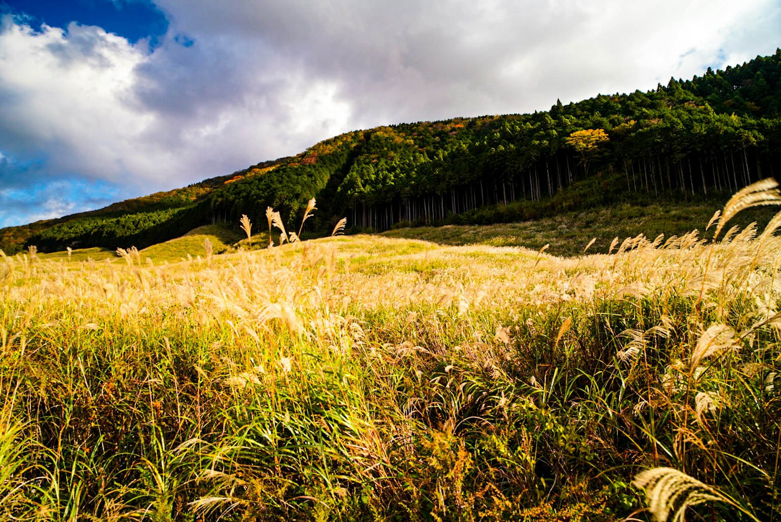 Scenic landscape featuring golden grass and a forested hill under a partly cloudy sky