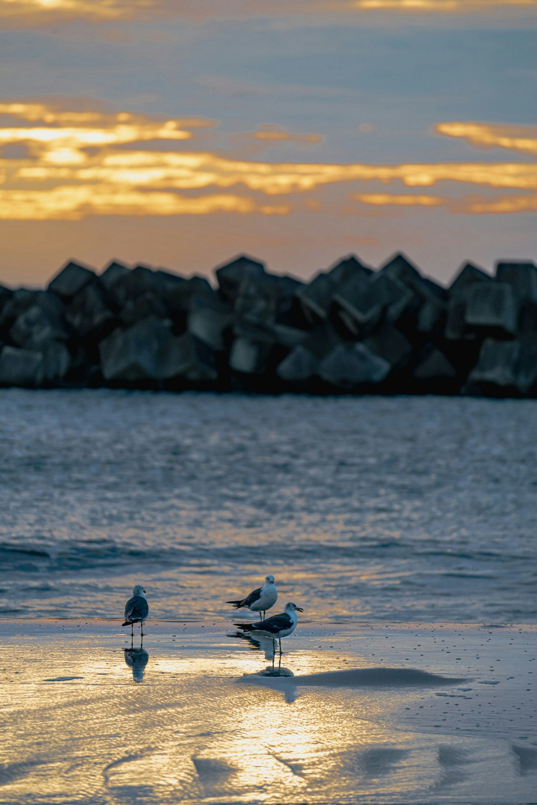 Seagulls walking along the shoreline at sunset
