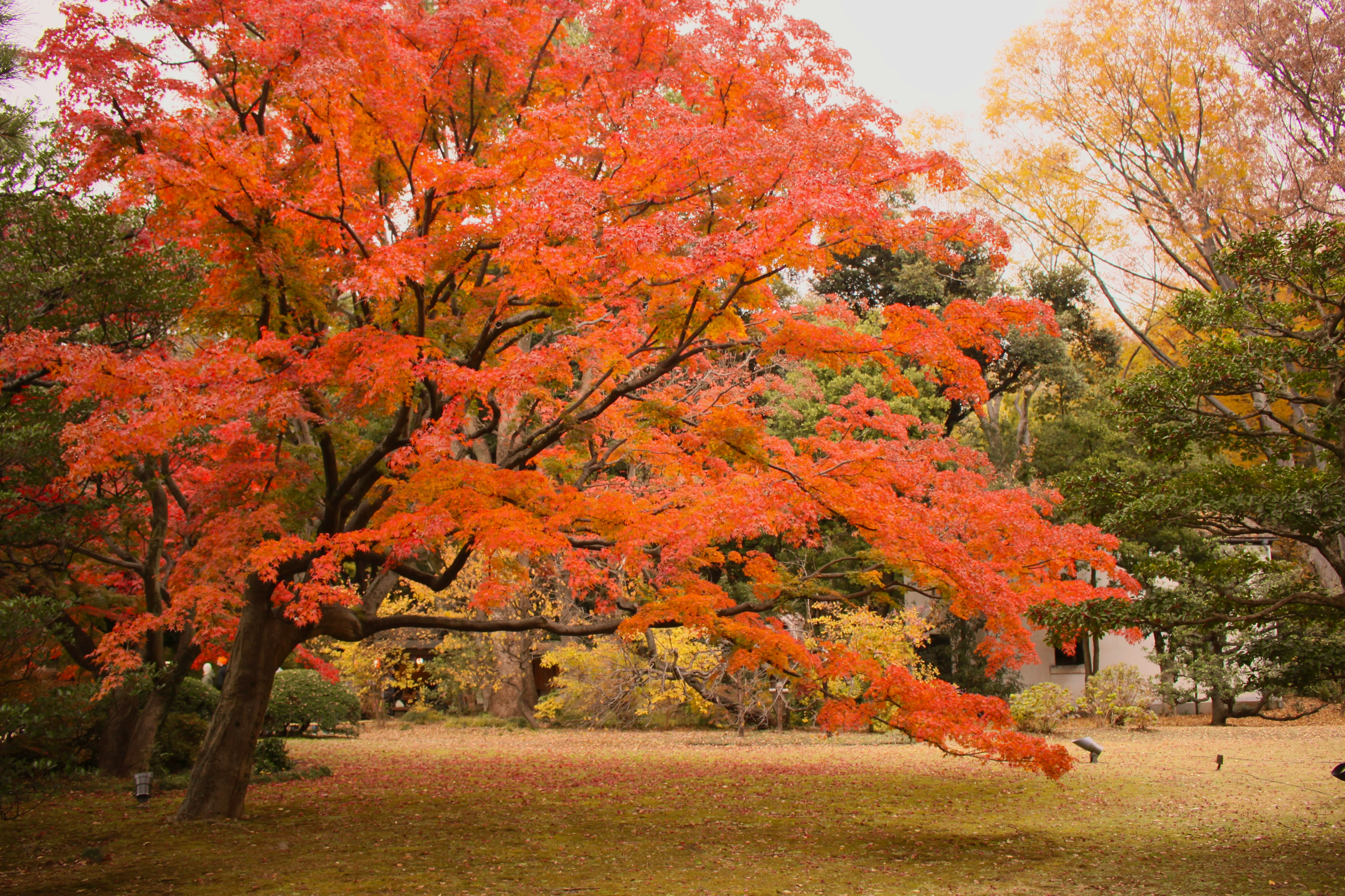 vivid autumn maple leaves in a garden landscape