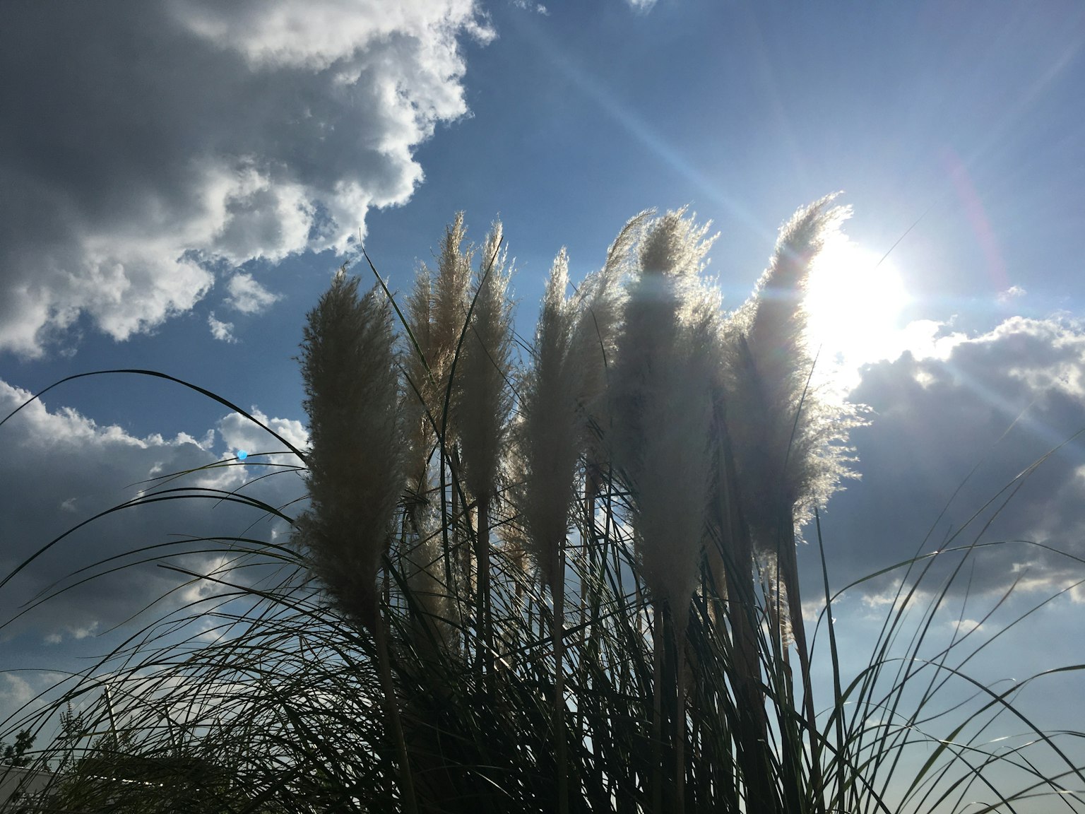 A cluster of pampas grass illuminated by sunlight against a blue sky