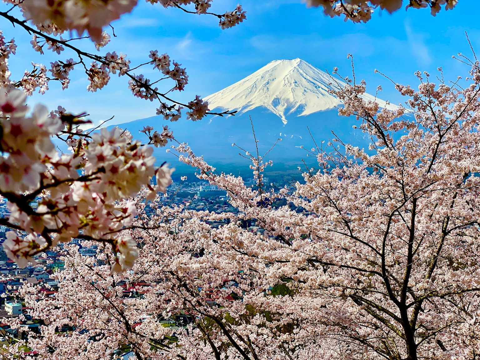 Pemandangan indah bunga sakura dan Gunung Fuji