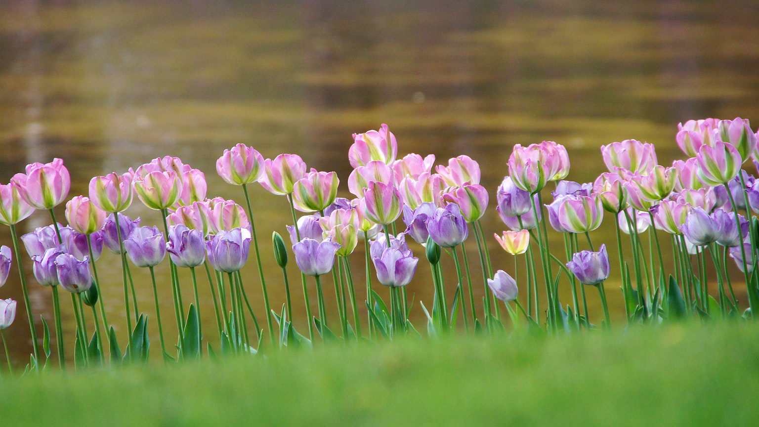 Tulipani rosa e viola che fioriscono lungo il bordo dell'acqua