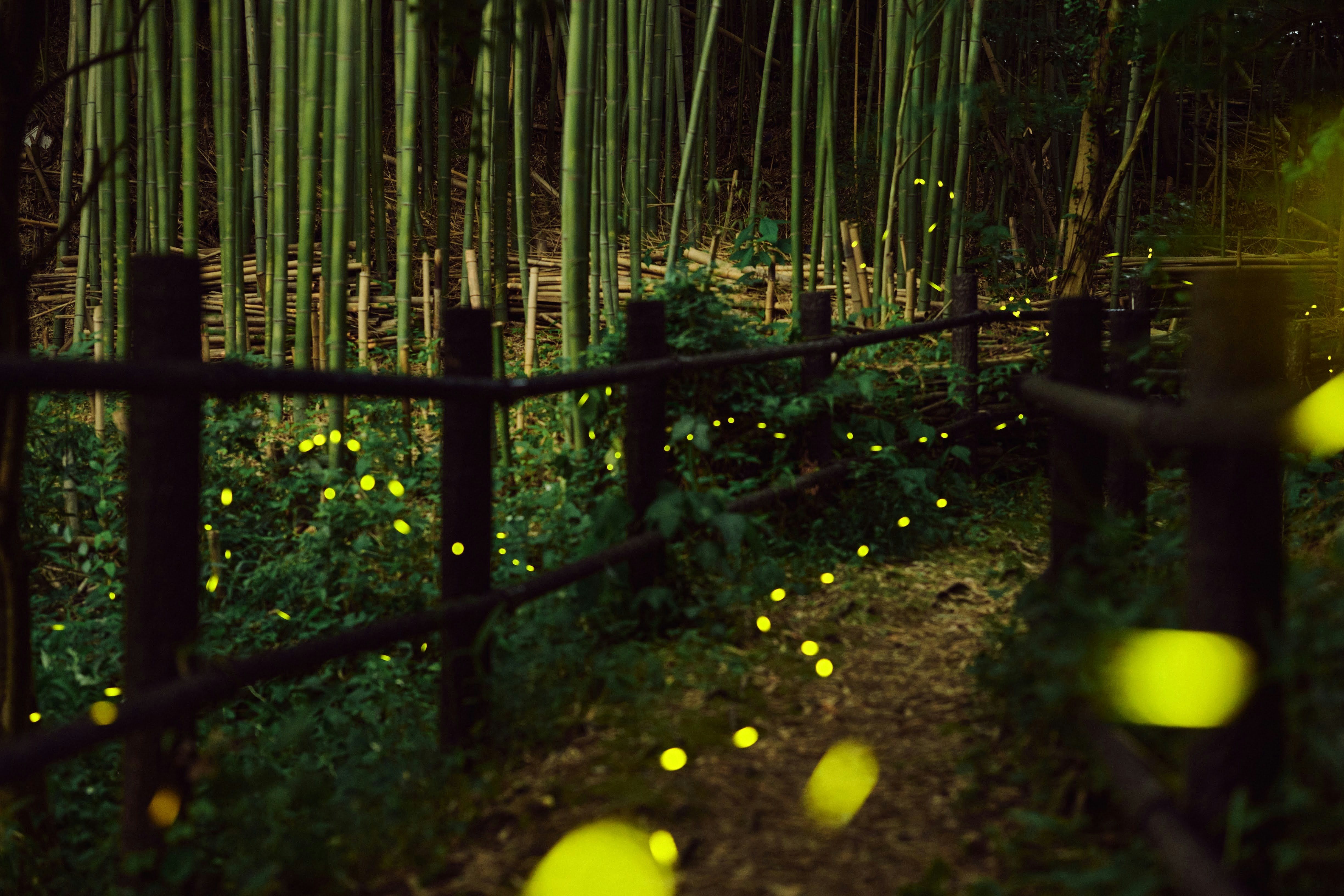 竹林の小径を照らす夜の光