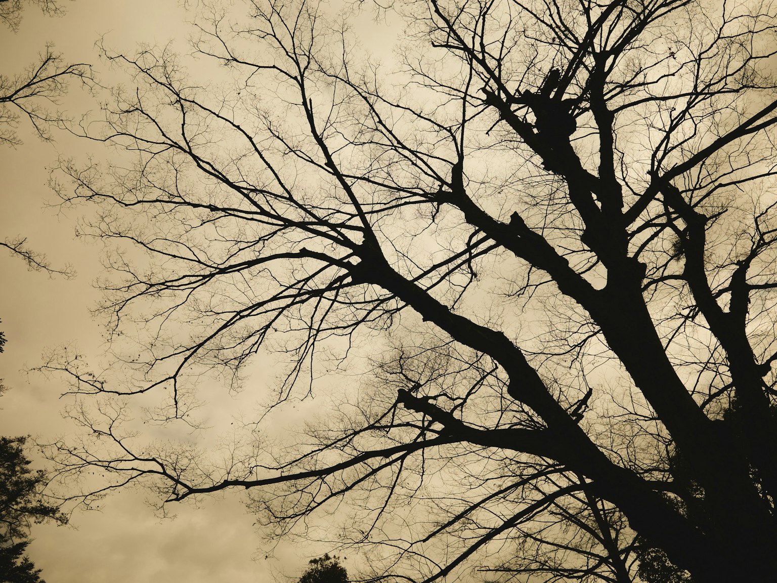 Silhouette d'un arbre nu avec des branches complexes contre un ciel nuageux