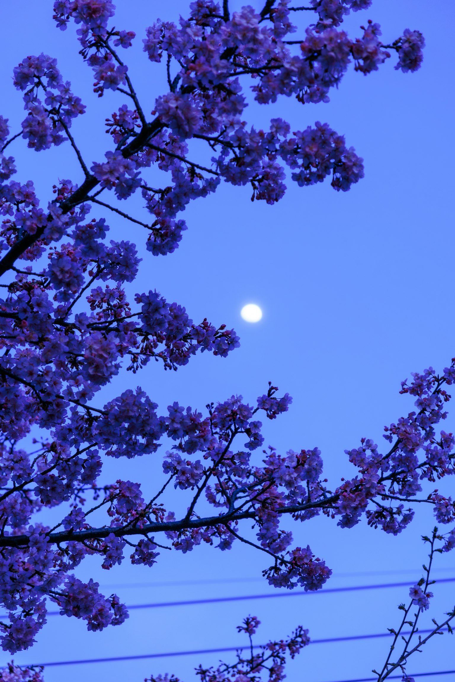Lune dans un ciel bleu encadrée par des cerisiers en fleurs