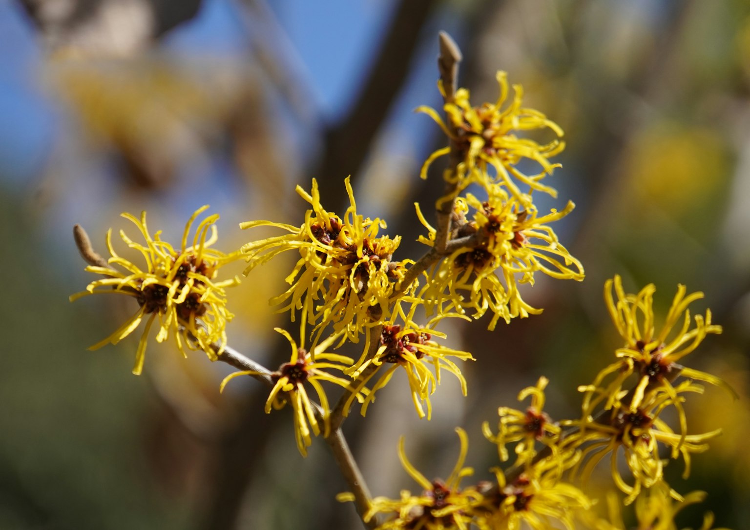 Close-up of yellow flowers on a branch