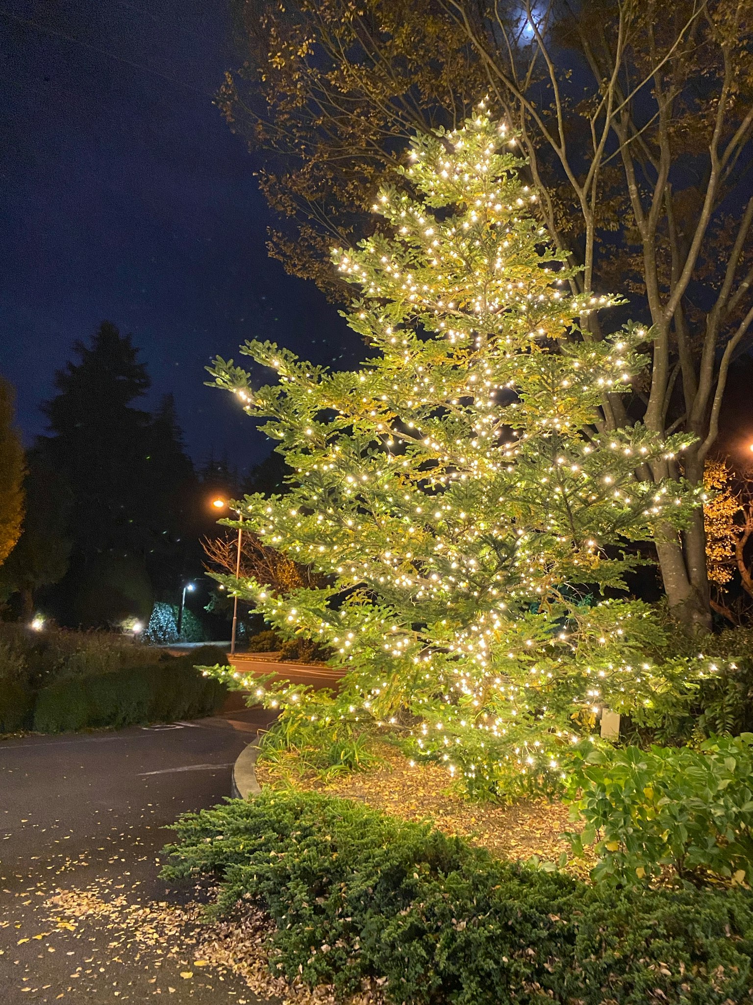 Un bellissimo albero di Natale illuminato in un parco di notte