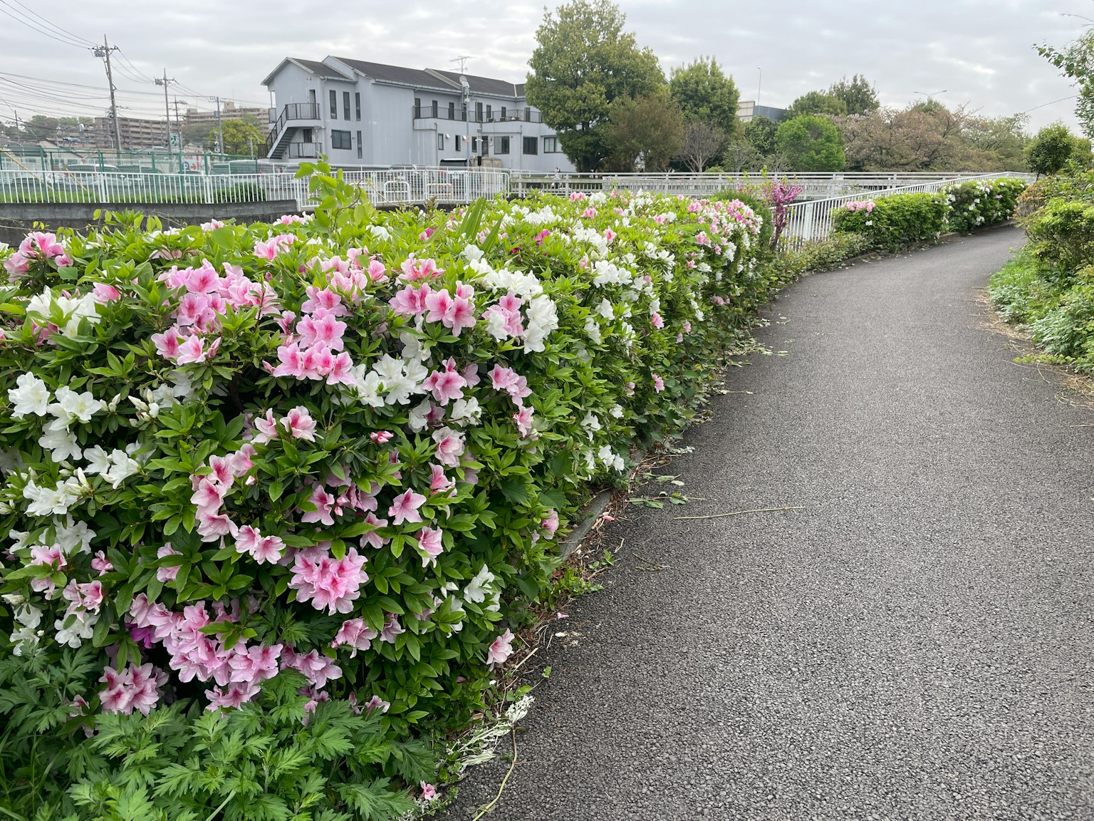 Sentiero fiancheggiato da fiori in fiore e un edificio sullo sfondo