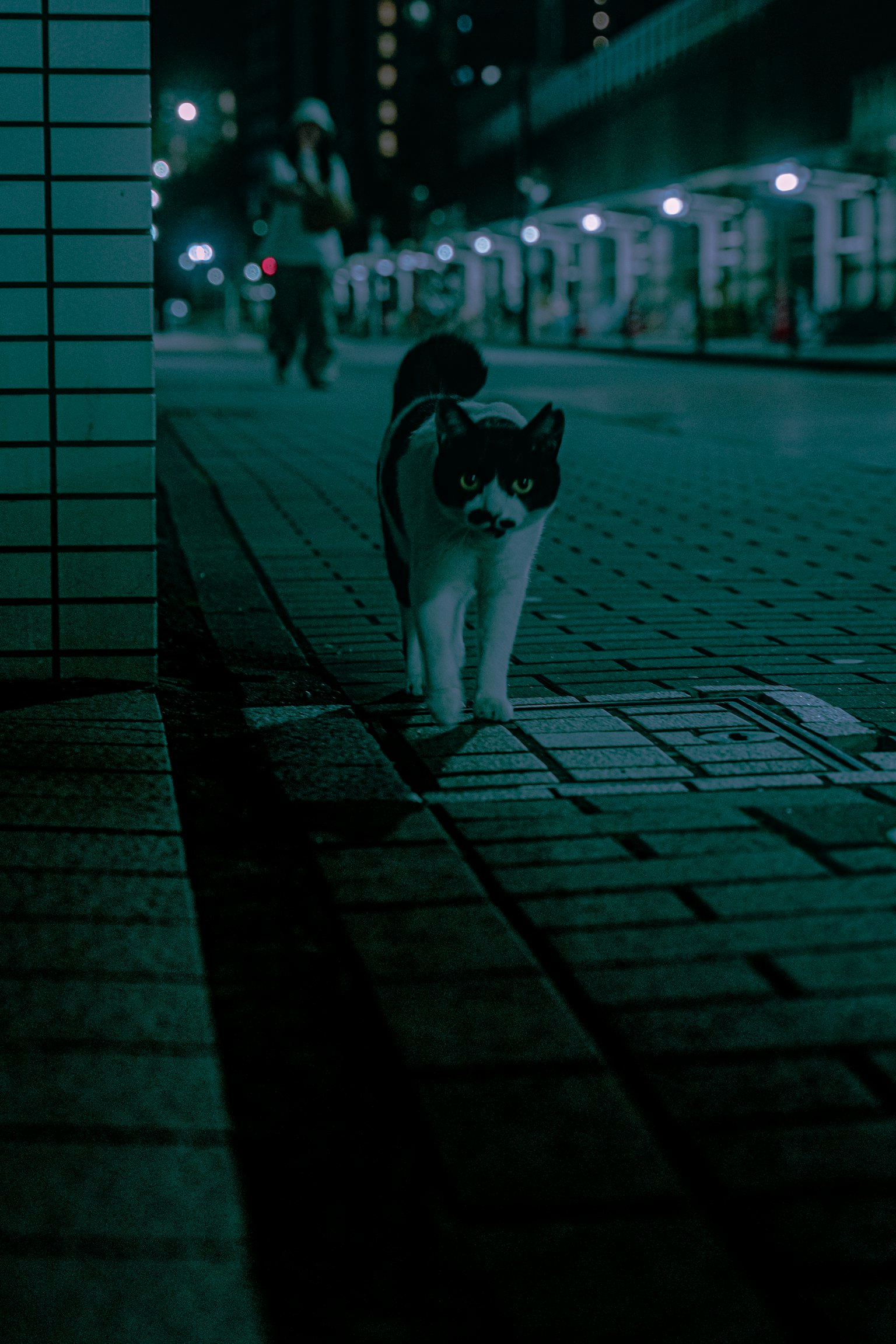 Schwarz-weiße Katze, die auf einer nächtlichen Straße geht