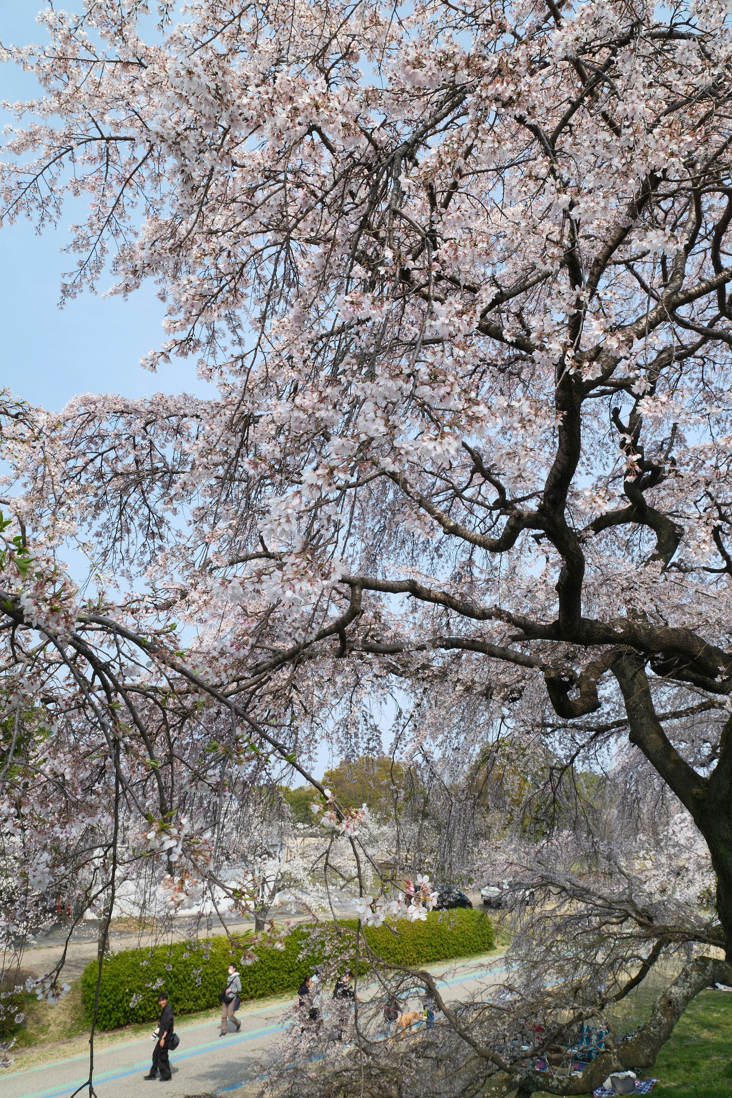 木曽川堤の桜並木と満開の花