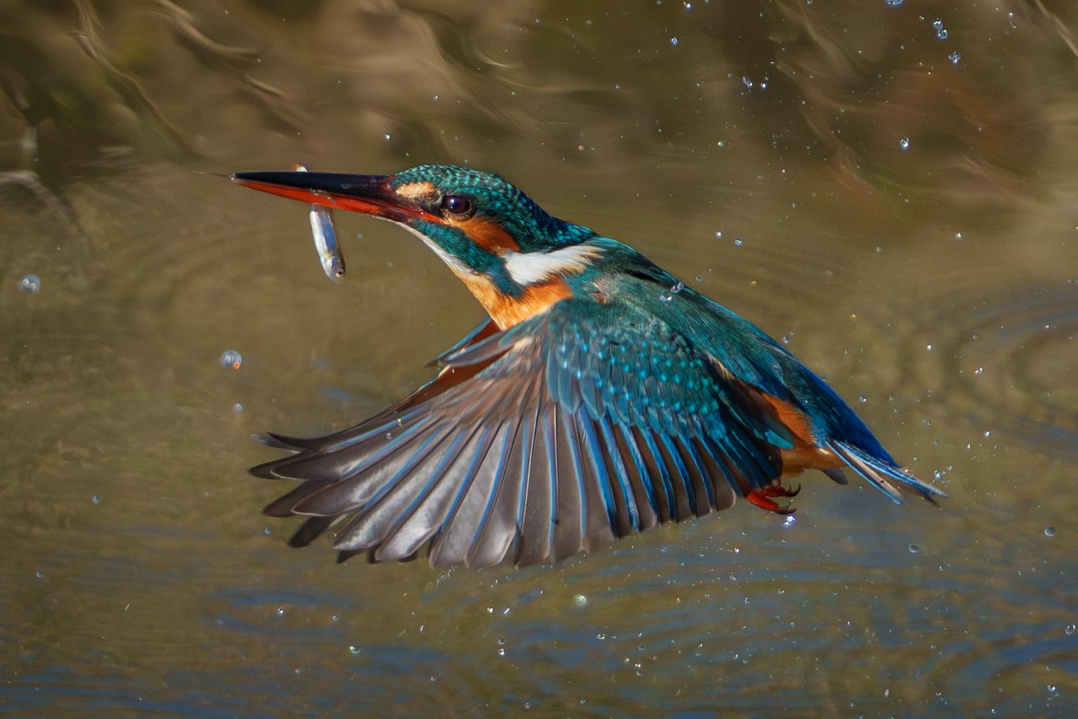 鮮やかな羽を持つカワセミが魚を咥えて飛んでいるシーン
