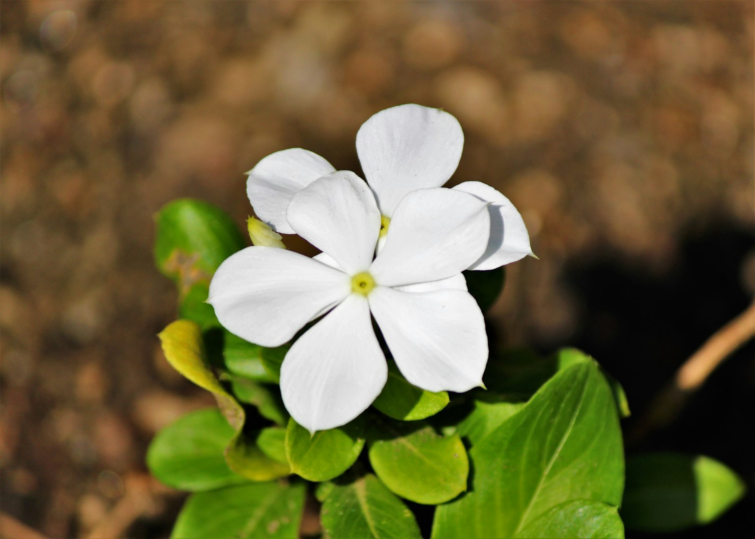 Close-up of a white flower with green leaves