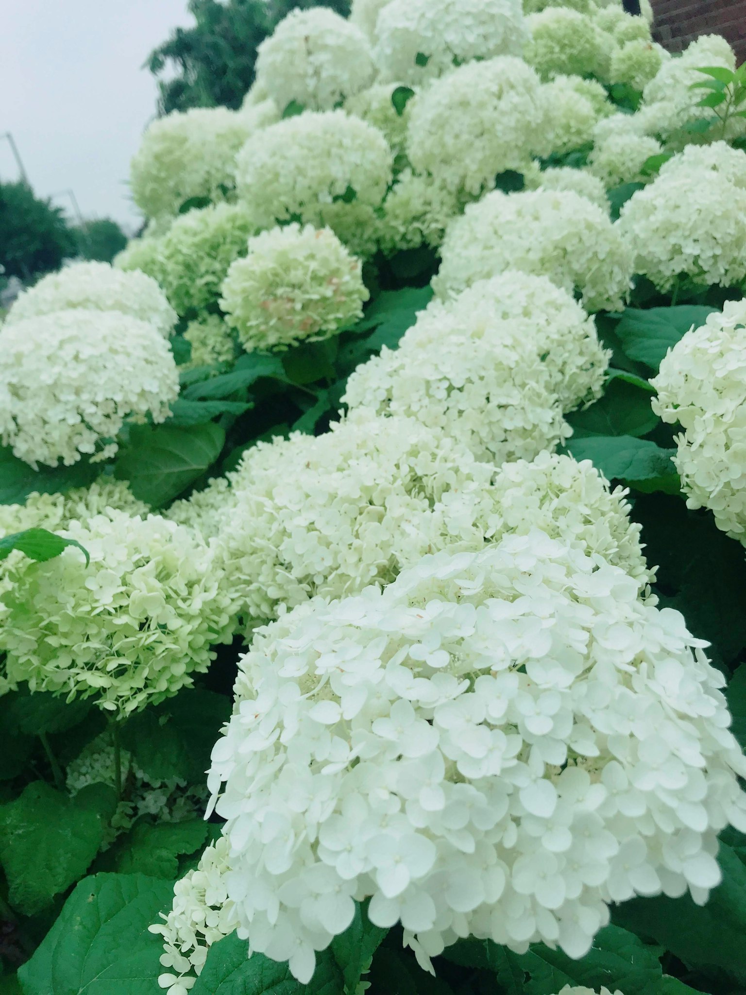 Groupe de fleurs d'hortensia blanches entourées de feuilles vertes