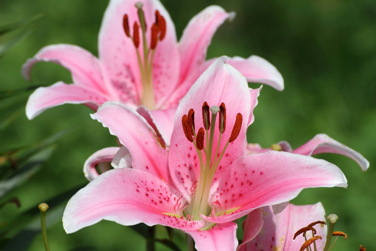 Gigli rosa che fioriscono con petali vivaci