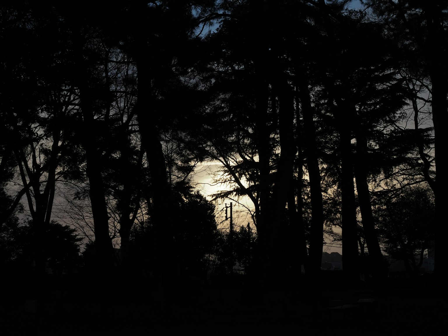 Silhouette di alberi scuri con luce della luna sullo sfondo