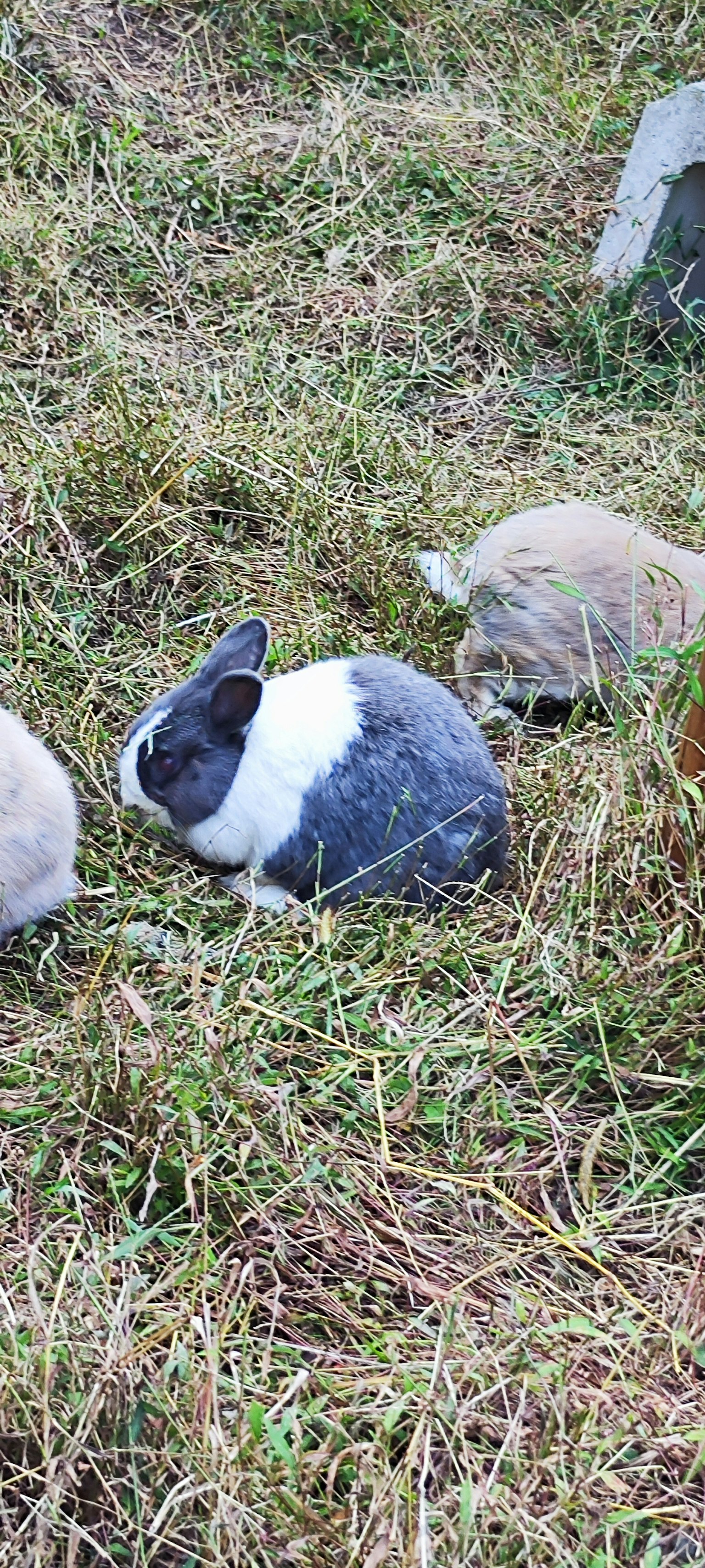Kaninchen im Gras mit einem grau-weißen Kaninchen neben anderen