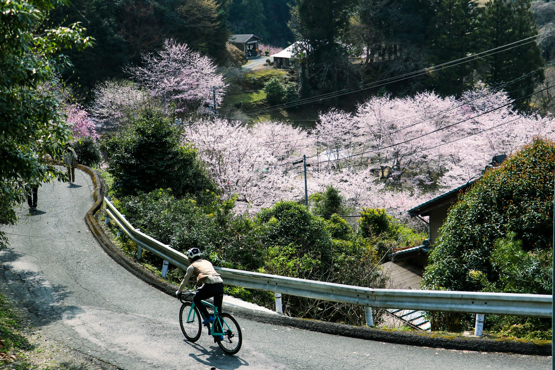 桜並木の続く山あいの坂道を自転車で走る人のある風景