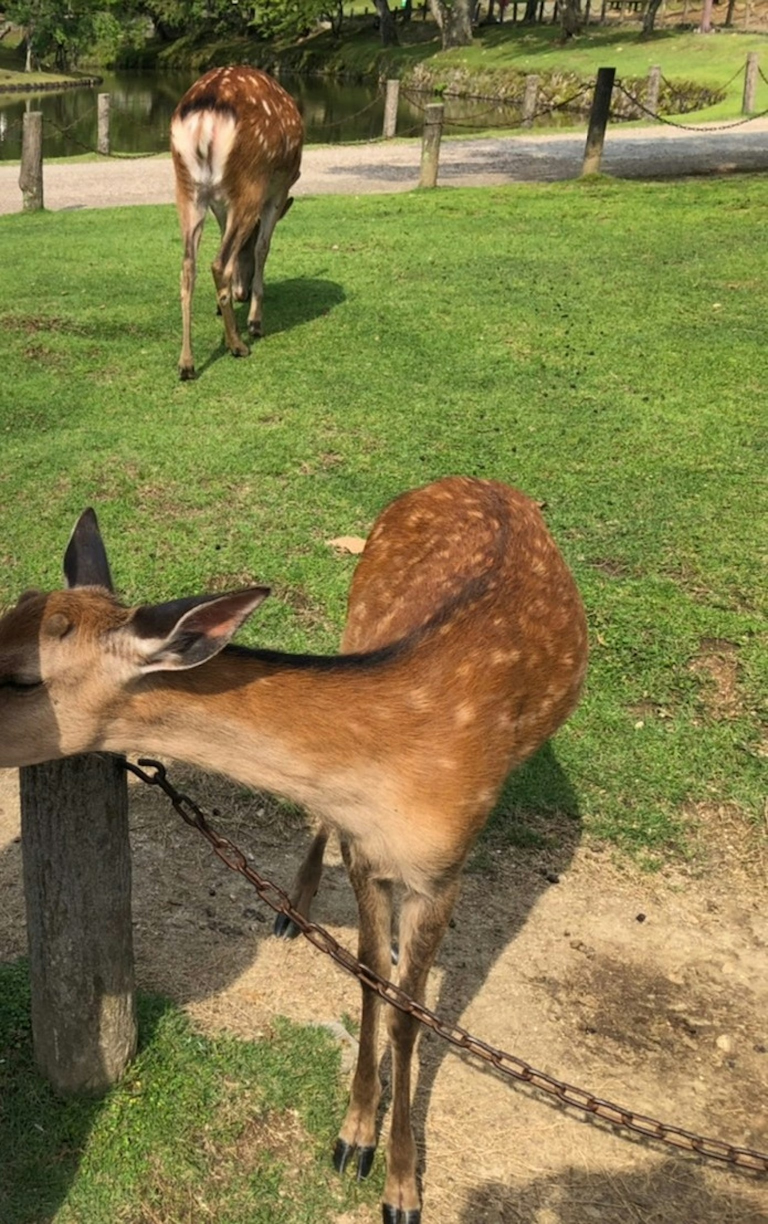 Zwei Rehe grasen in einem grasbewachsenen Bereich mit einer Kette und einem Pfosten