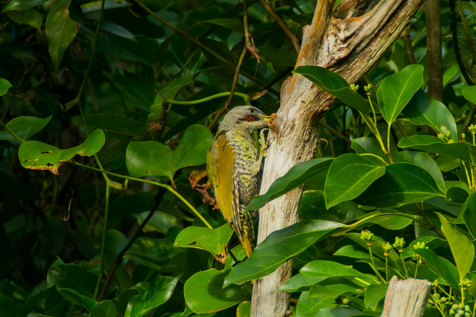 Burung hijau bertengger di batang pohon dikelilingi oleh dedaunan lebat