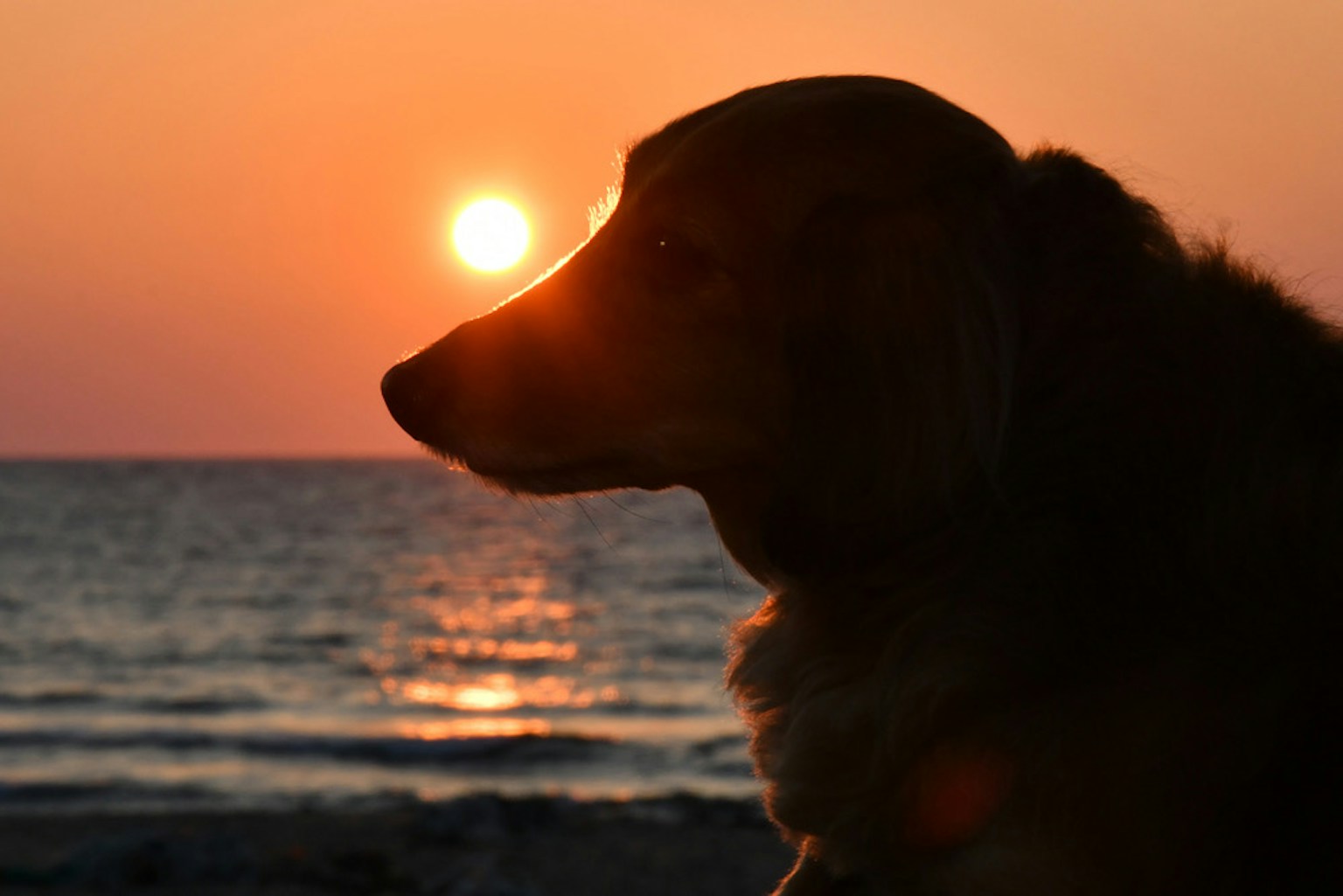 海边夕阳下的狗轮廓捕捉宁静时刻
