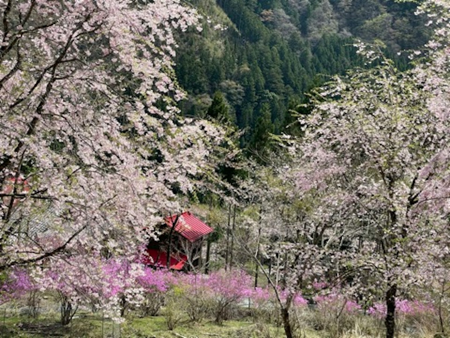 Vista panoramica di ciliegi in fiore con un capanno rosso