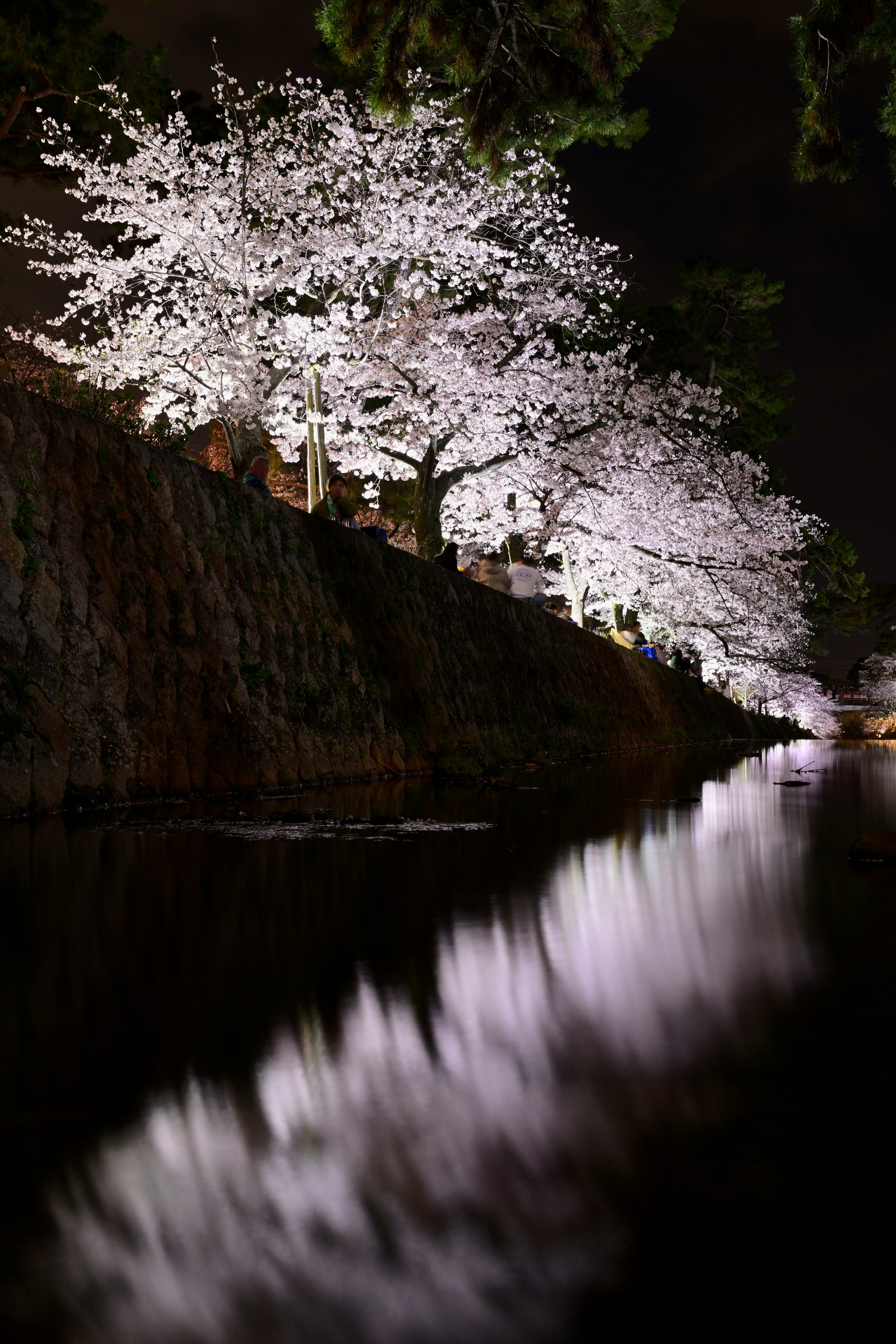 alberi di ciliegio in fiore illuminati lungo un fiume di notte