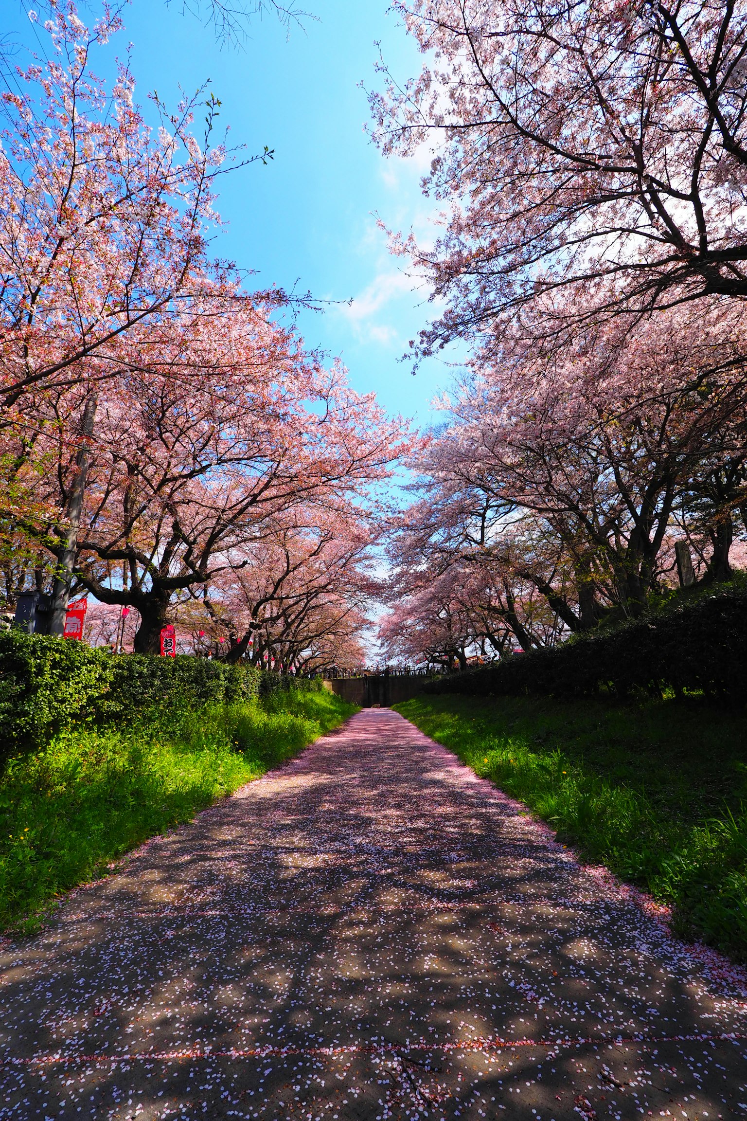 เส้นทางที่สวยงามรายล้อมด้วยต้นซากุระและท้องฟ้าสีฟ้าสดใส