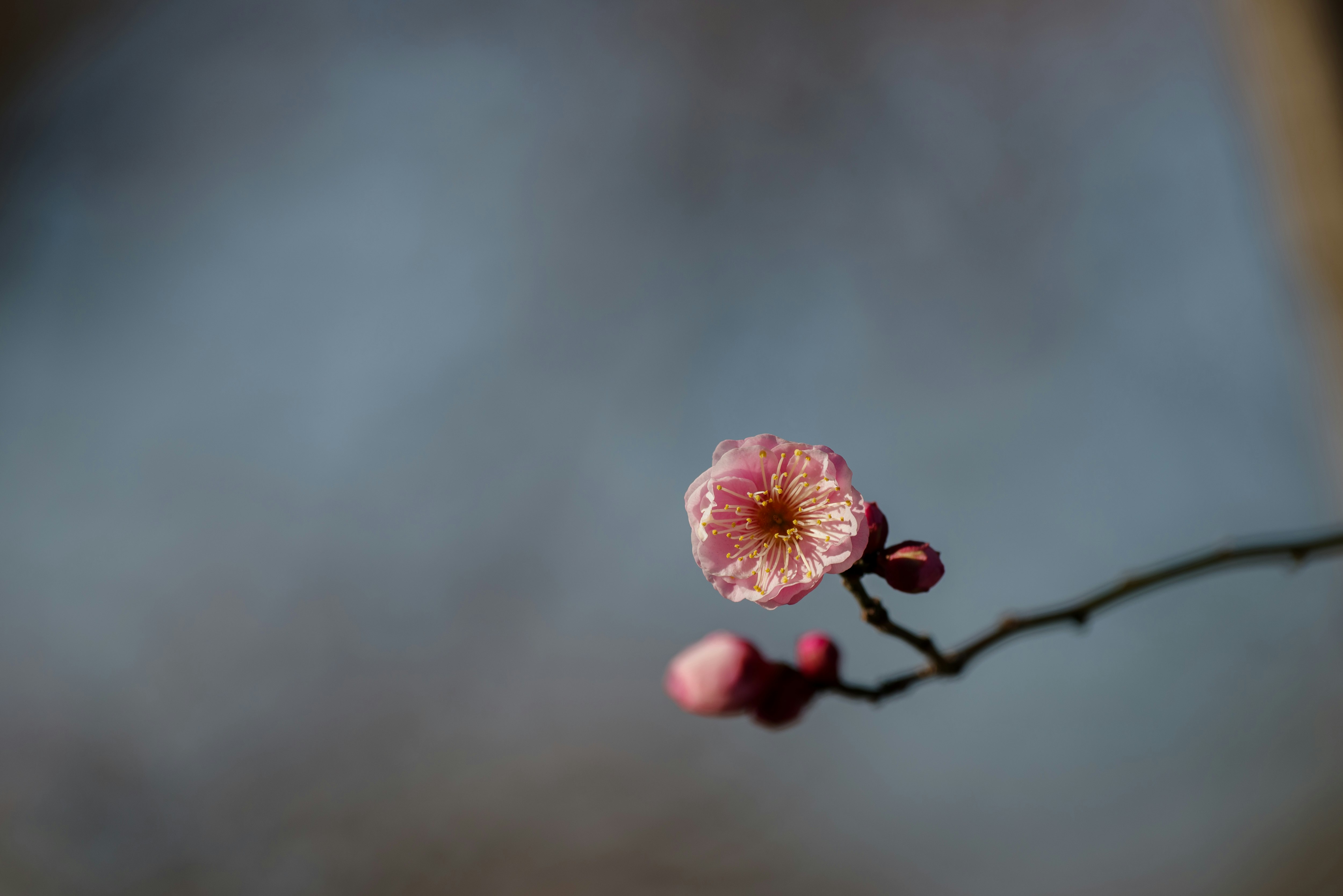 ぼけた背景の枝先に咲く淡いピンクの花