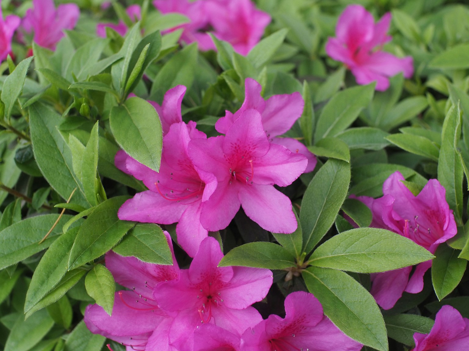 ดอกอาซาเลียสีชมพูสดใสกับใบสีเขียวอุดมสมบูรณ์