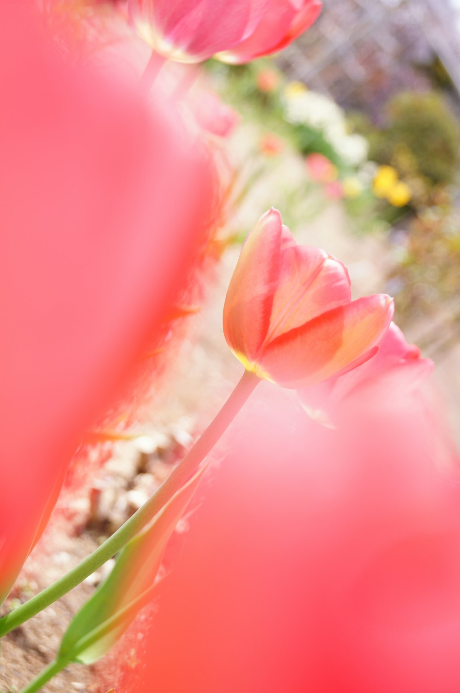 Hoa tulip hồng rực rỡ nở trong vườn