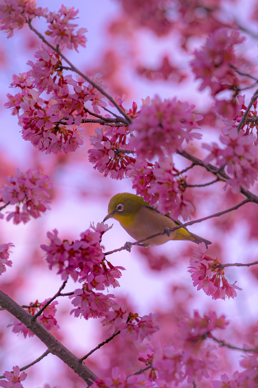桜の花にとまる小鳥のある春の枝先