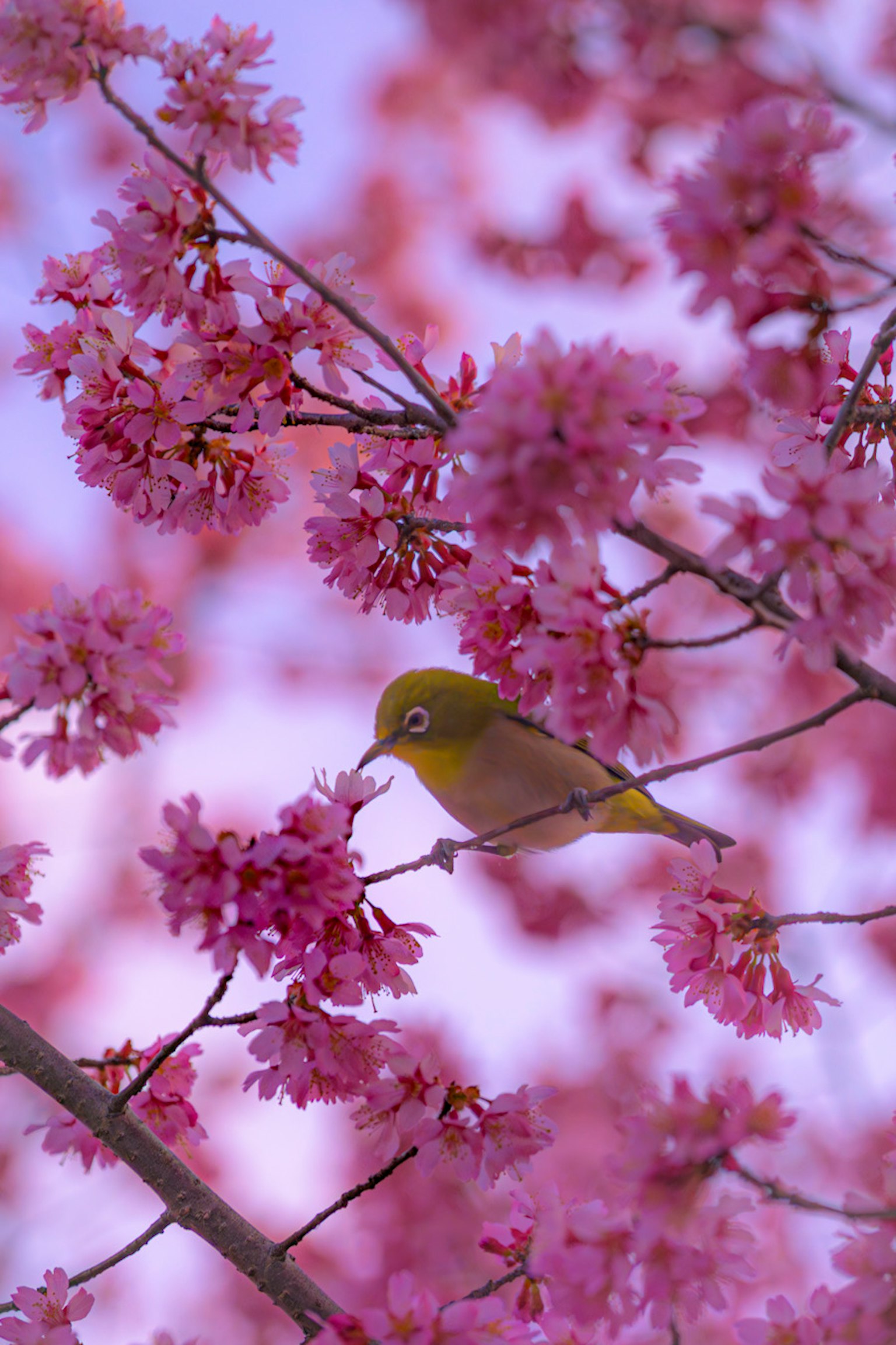 Ein kleiner Vogel, der zwischen rosa Kirschblüten sitzt
