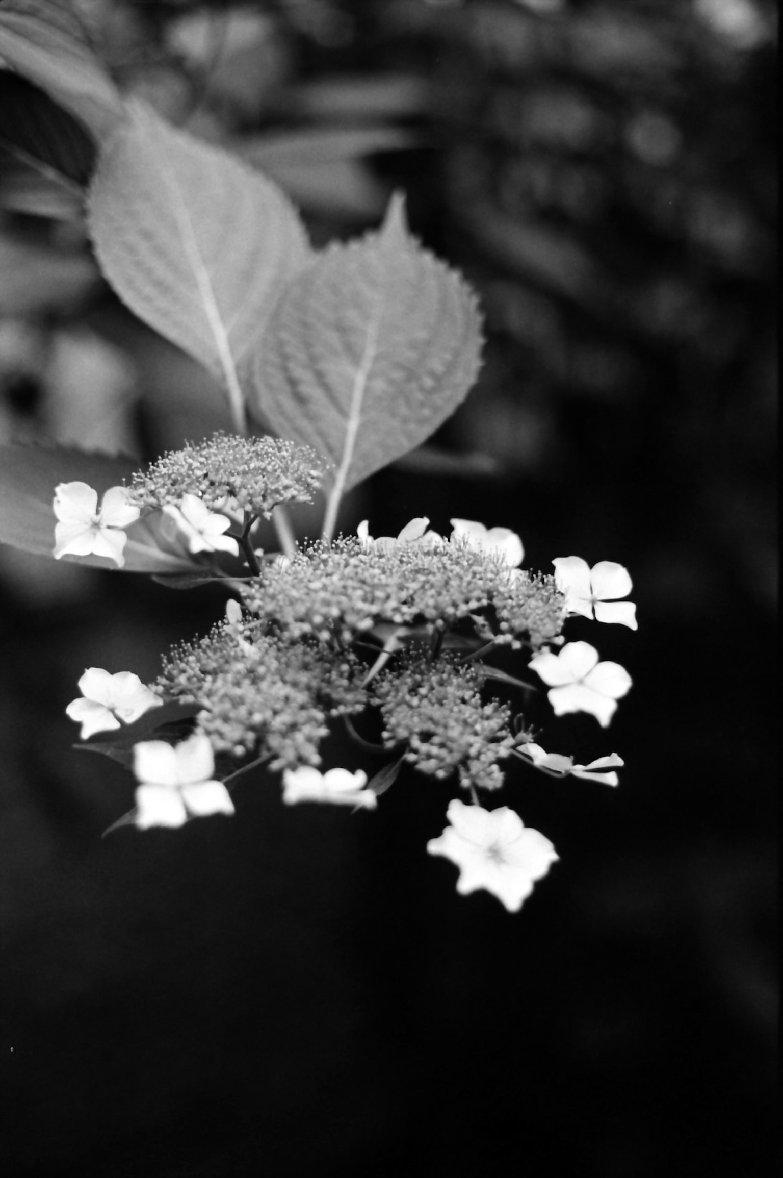 黑白的白花和叶子的特写