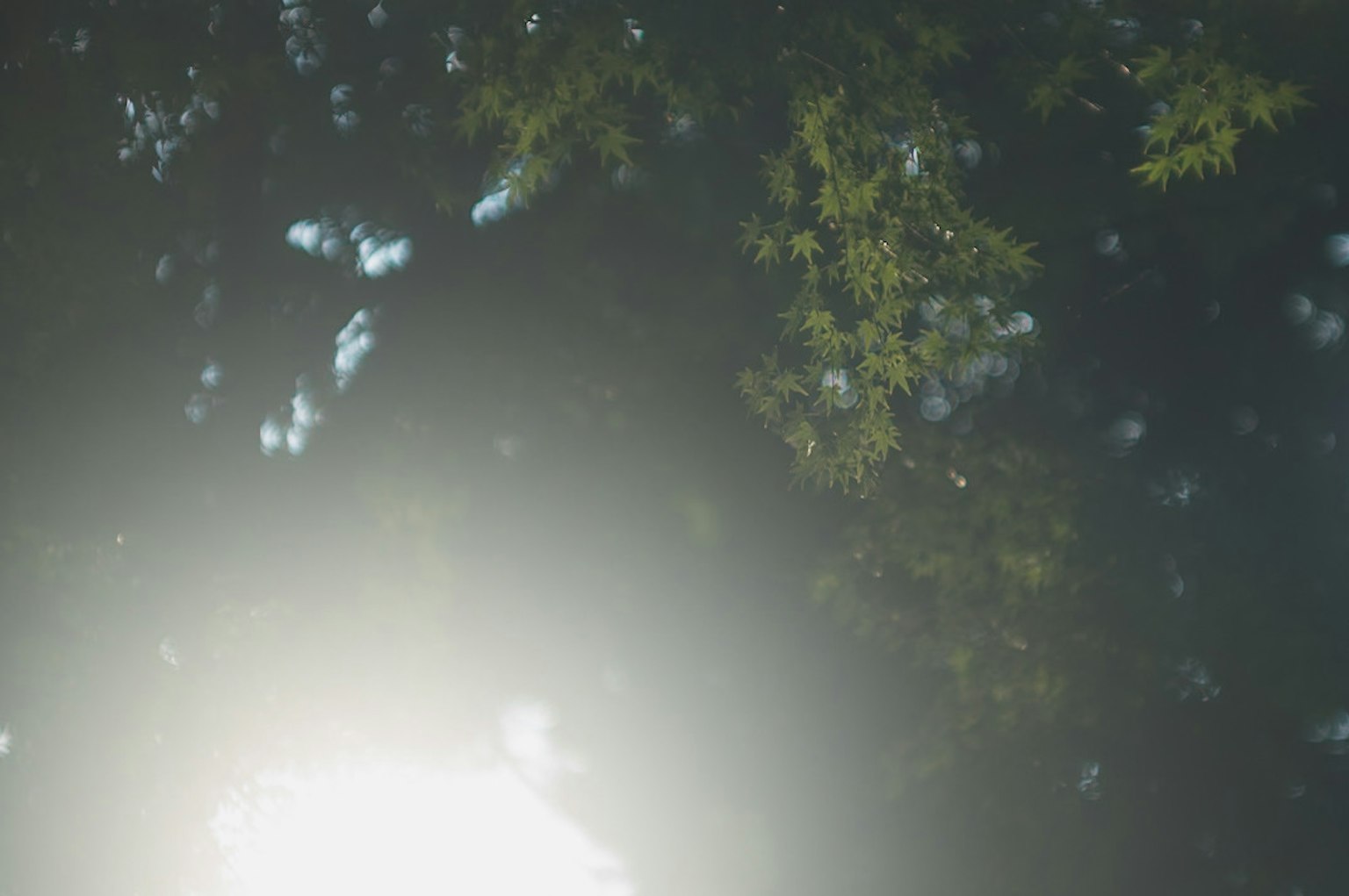 View of sunlight filtering through trees
