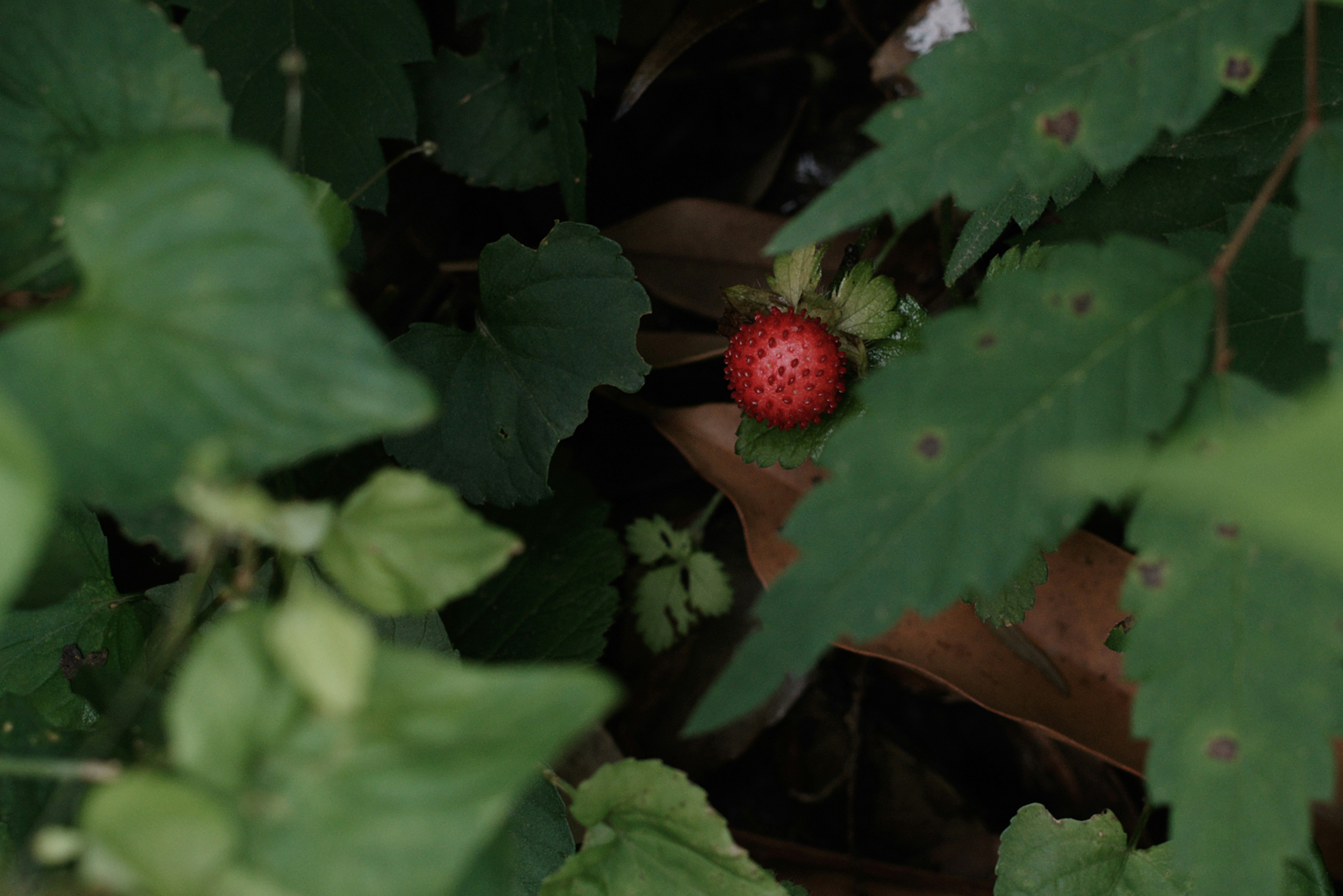 fresas rojas madurando entre hojas verdes