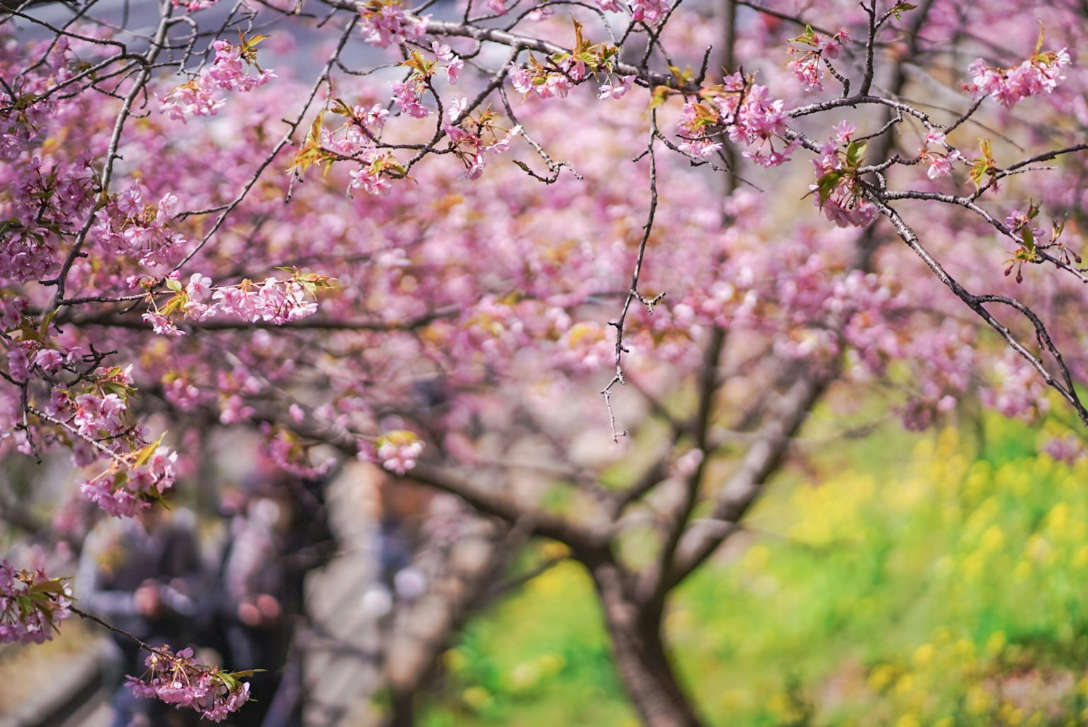 Pemandangan indah pohon sakura dengan bunga merah muda lembut dan orang-orang di latar belakang
