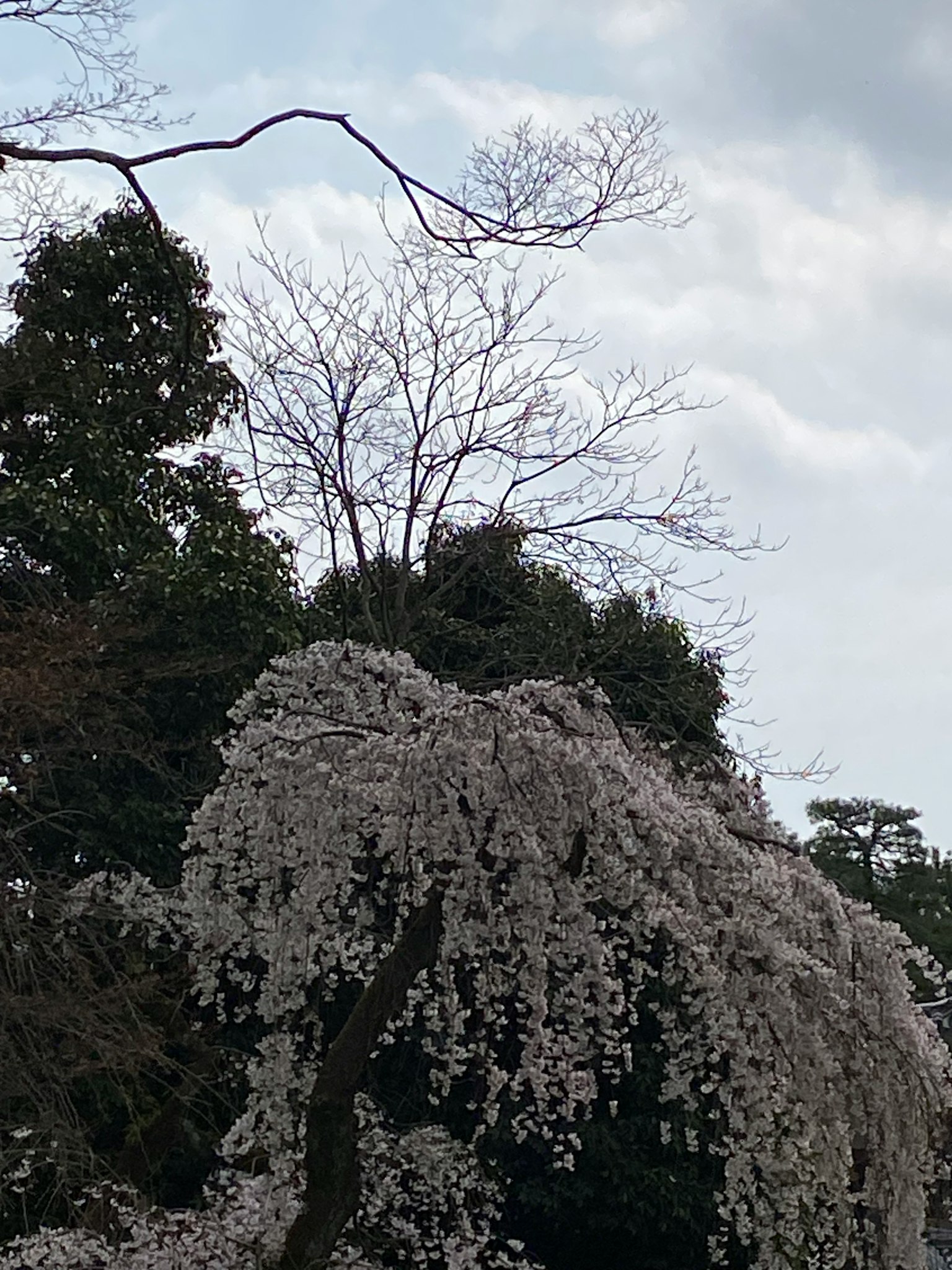 Szene mit einem blühenden Kirschbaum und einem kahlen Baum