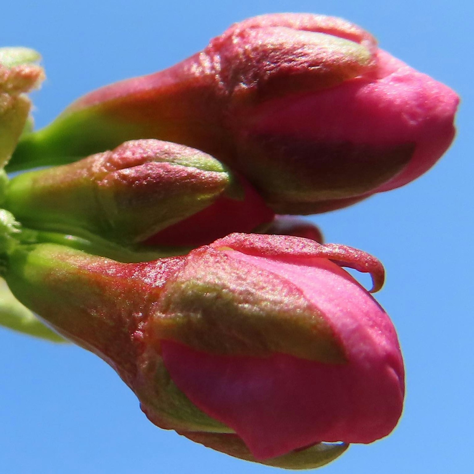 粉红色花蕾在蓝天下准备绽放