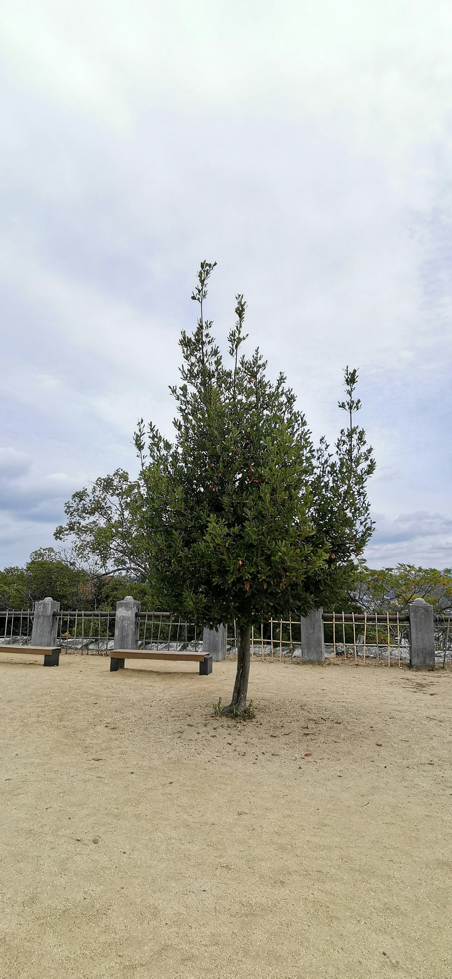 Ein grüner Baum auf sandigem Boden mit Bänken im Hintergrund