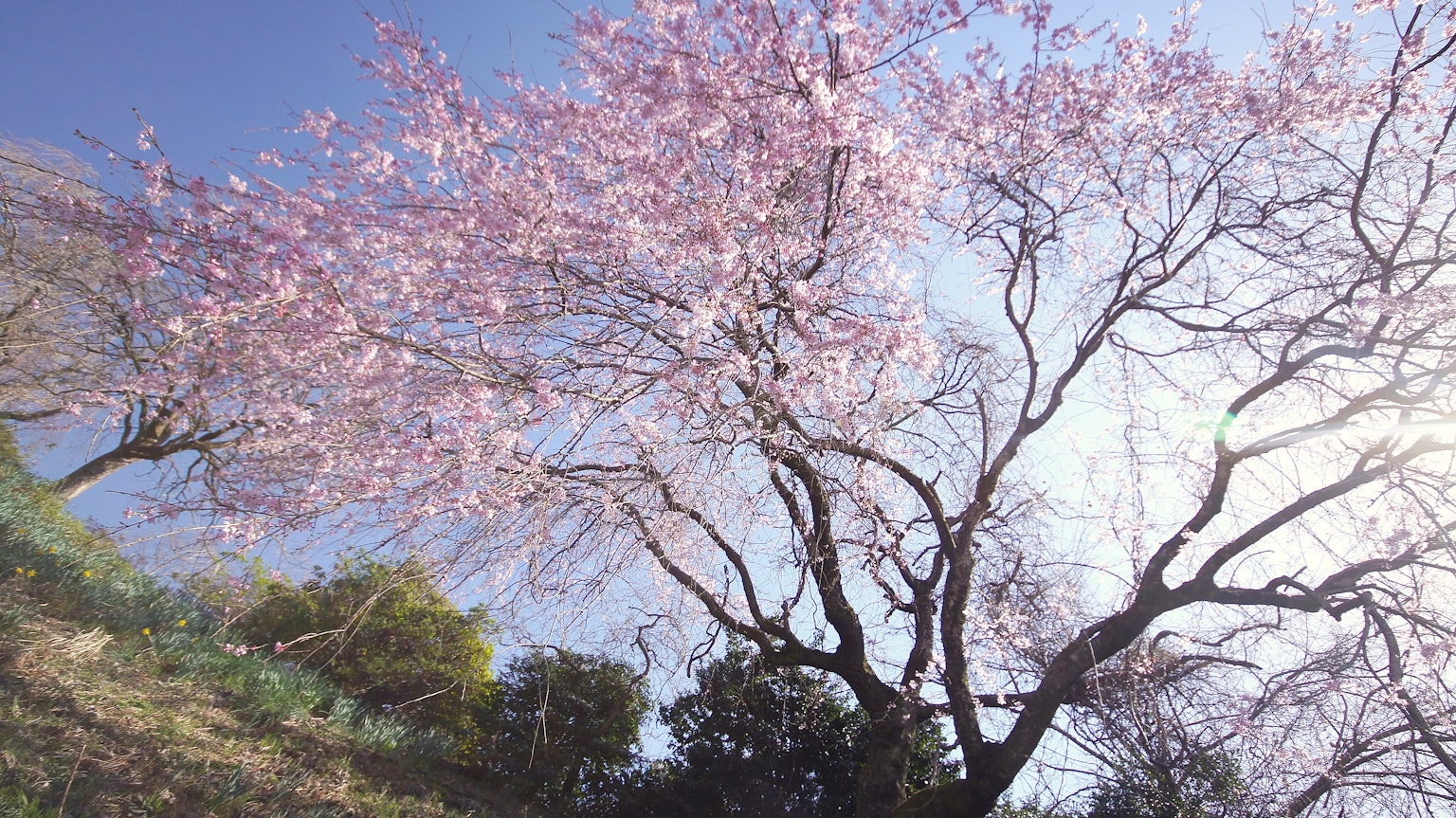 Un cerisier en fleurs sous un ciel bleu