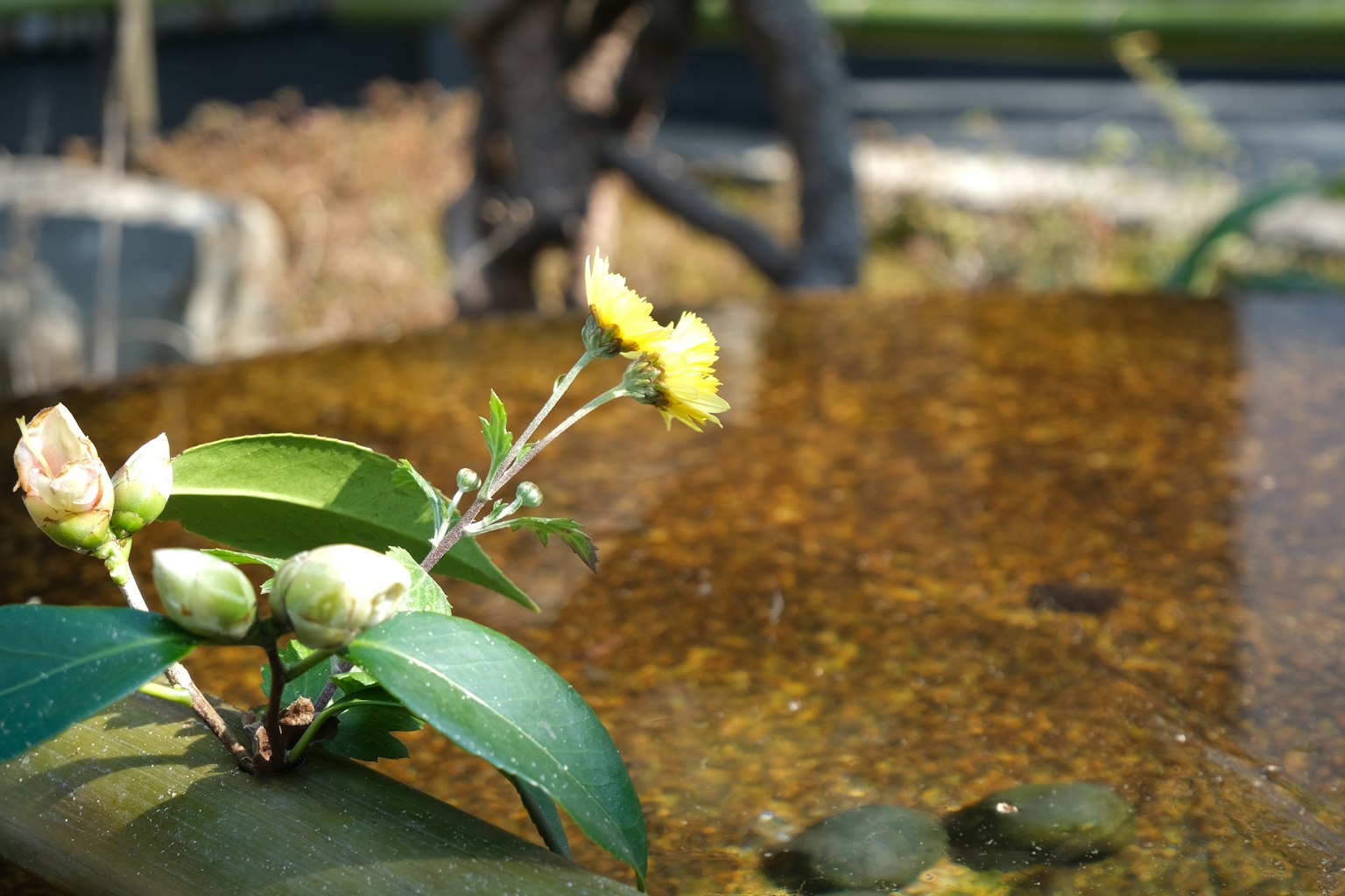 Pianta fiorita e boccioli che galleggiano sulla superficie dell'acqua con uno sfondo naturale sfocato