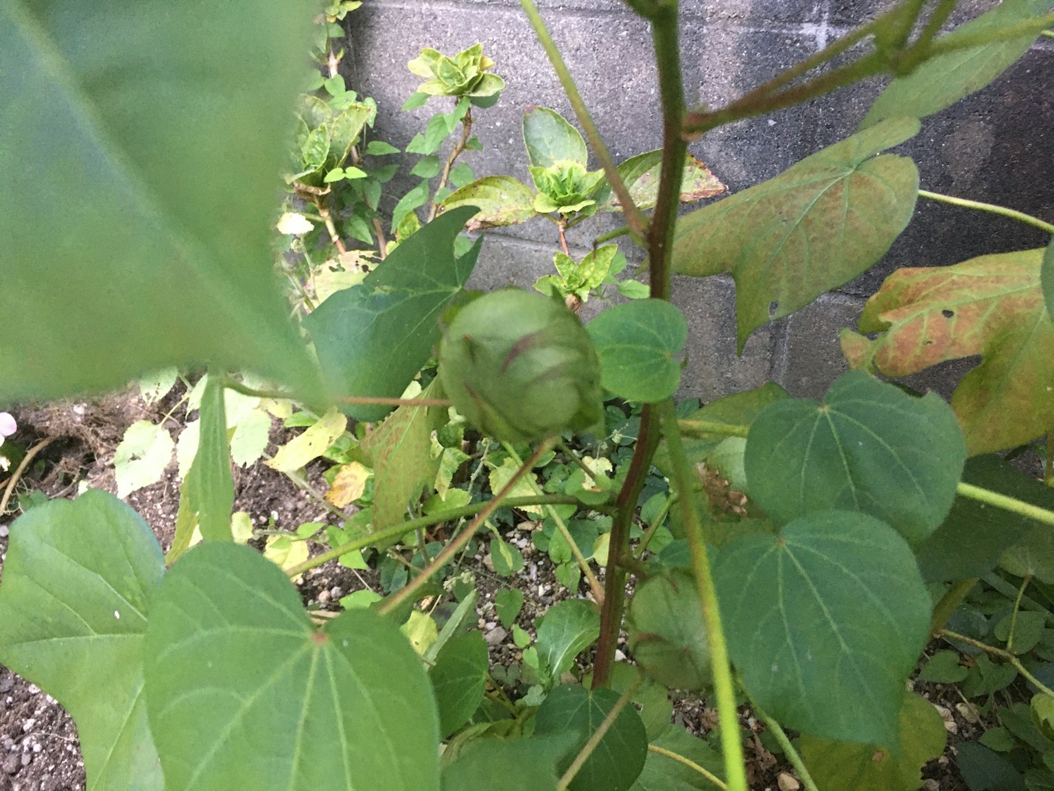A plant bud surrounded by green leaves