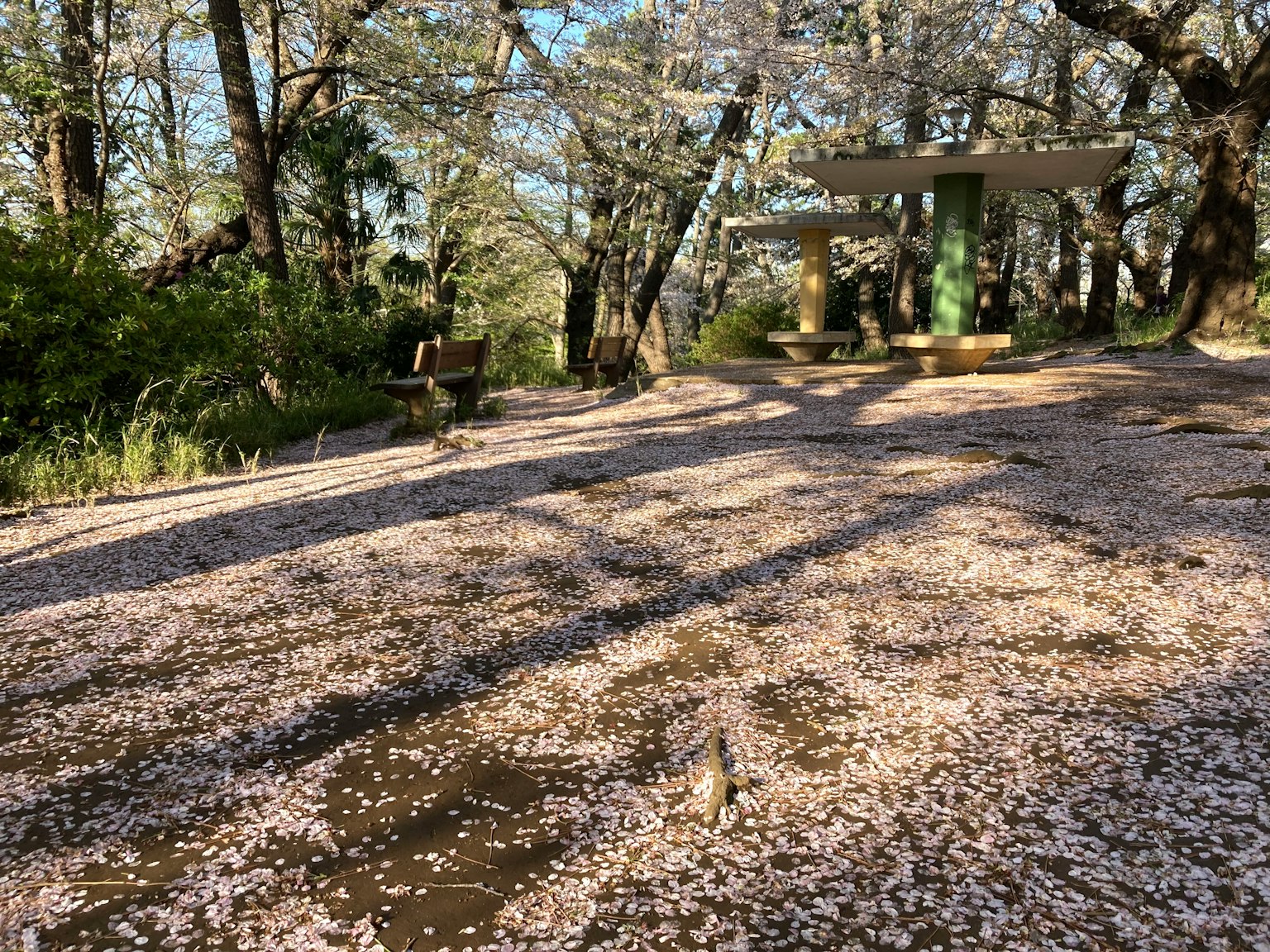 Parkszene mit verstreuten Kirschblütenblättern grünen Bäumen und Bänken