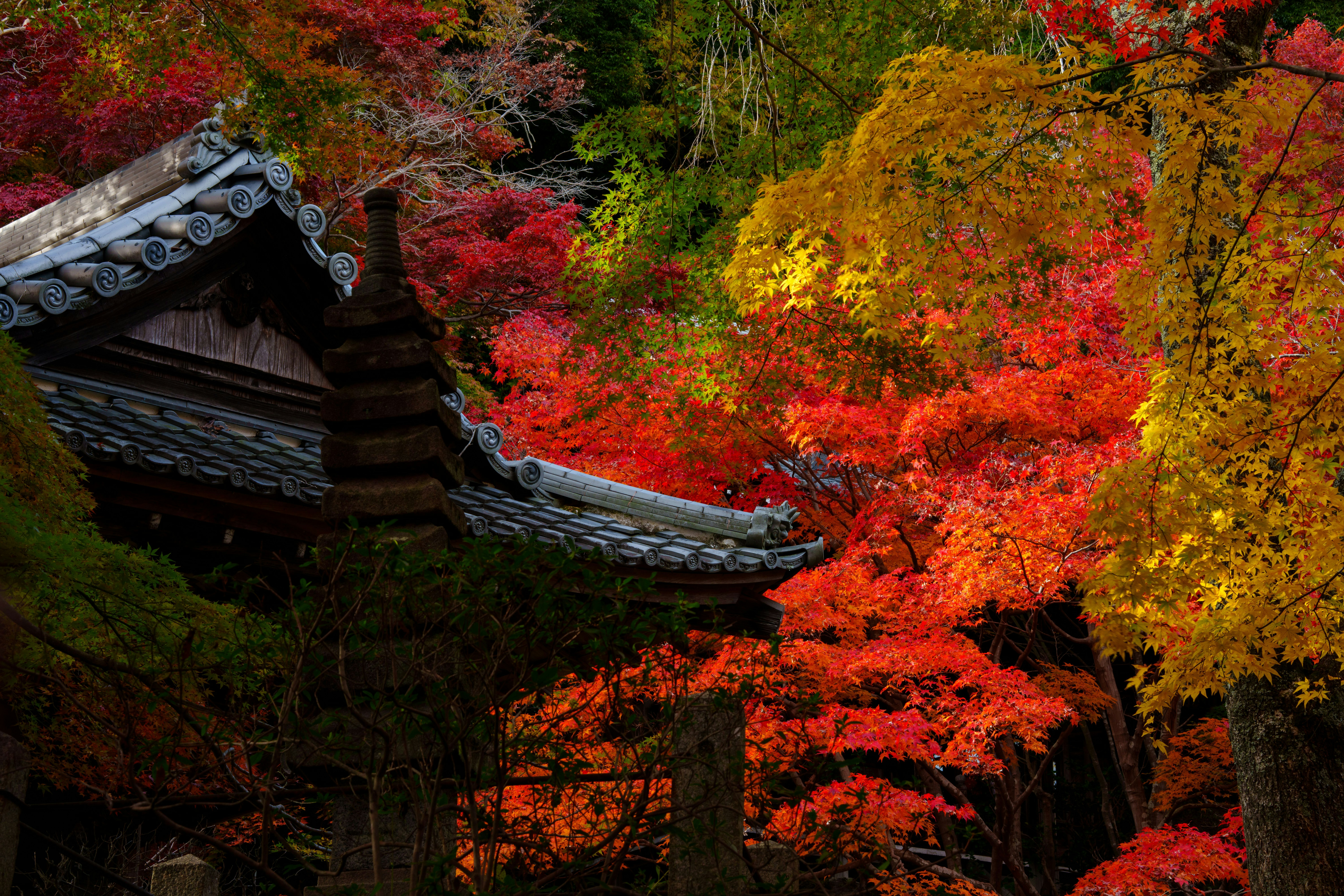 色づく紅葉に包まれた寺院の屋根と木々