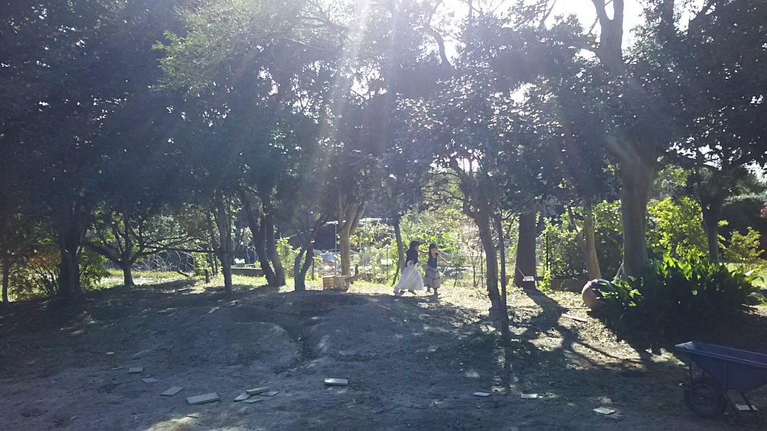 Vegetazione lussureggiante con luce solare che filtra tra gli alberi