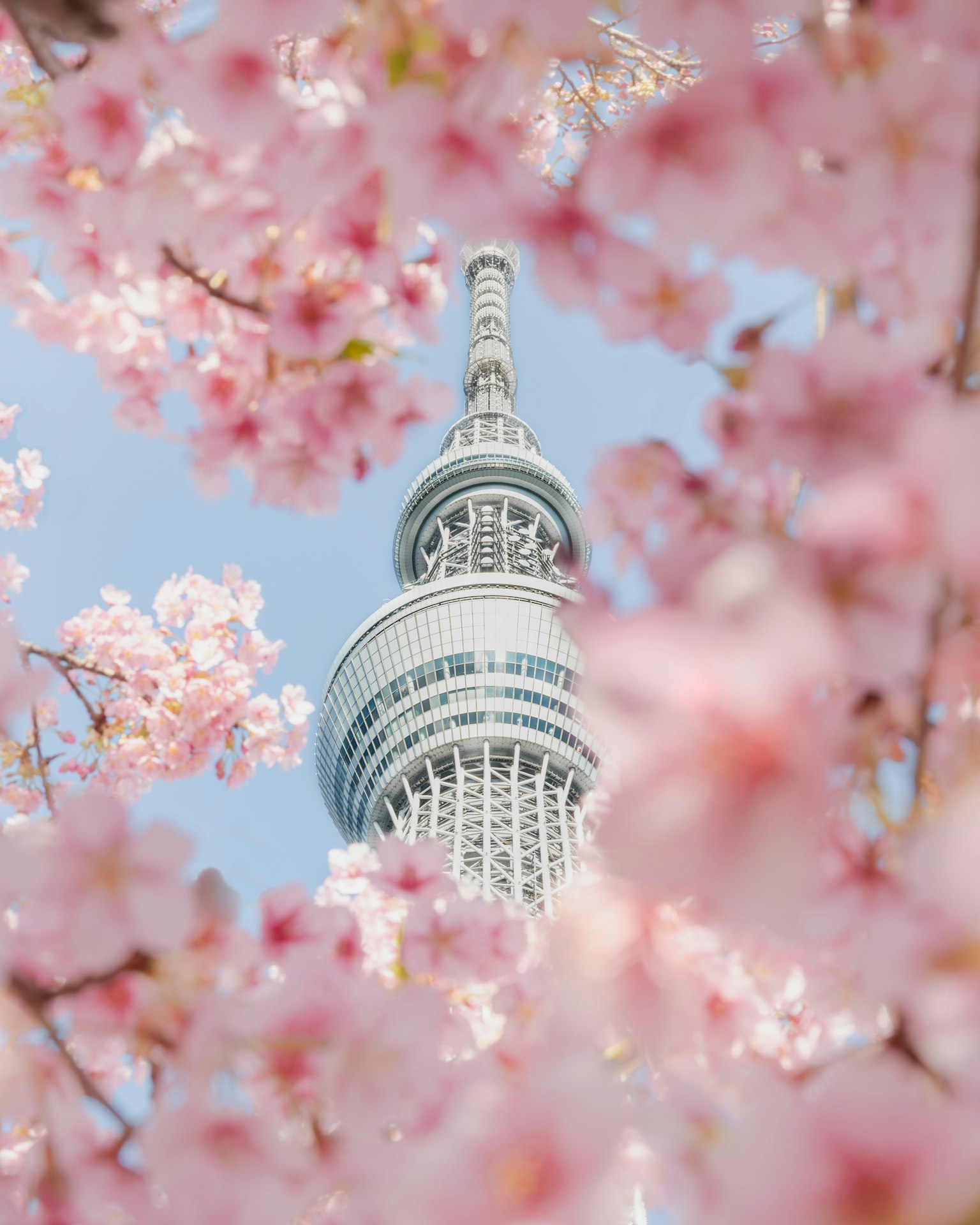 Tokyo Skytree encadré par des cerisiers en fleurs